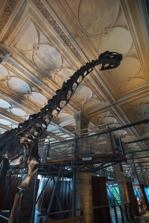 Free Majestic dinosaur skeleton exhibited in a museum's grand architectural interior. Stock Photo