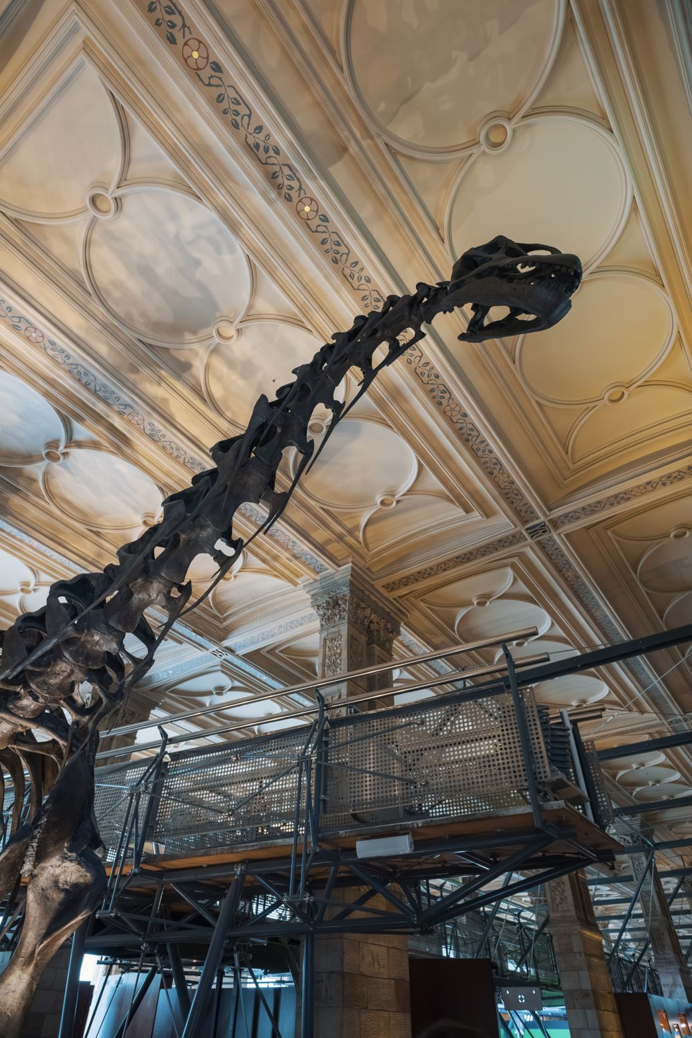 Majestic Dinosaur Skeleton in Museum Interior · Free Stock Photo