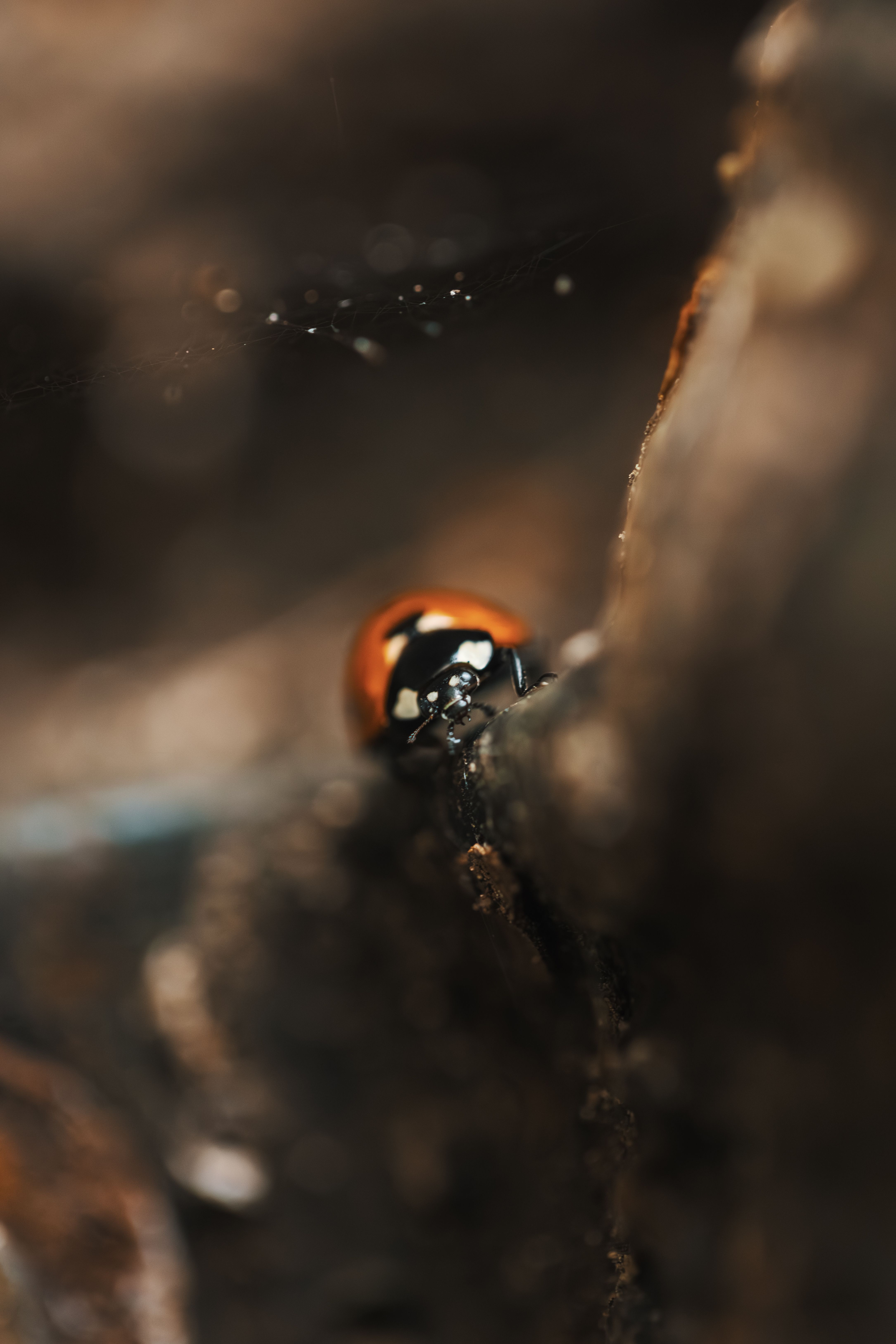 Close-up Macro of a Ladybug on a Rock · Free Stock Photo