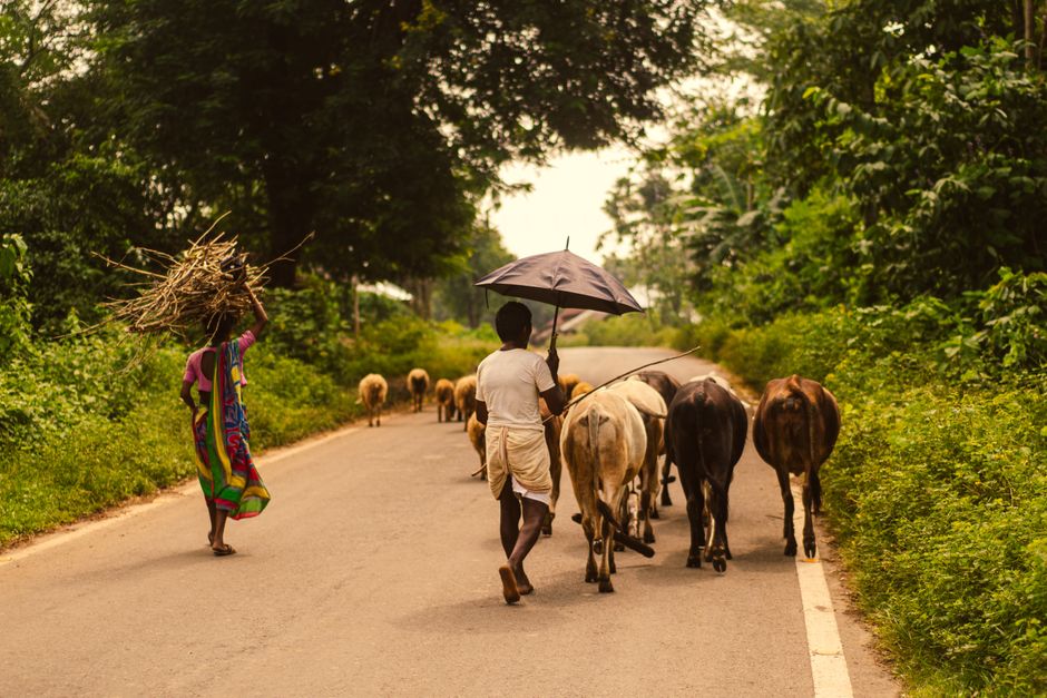 Stray Cattle Management Scheme