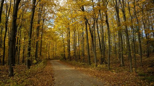 Free A serene forest path surrounded by vibrant yellow autumn leaves. Stock Photo