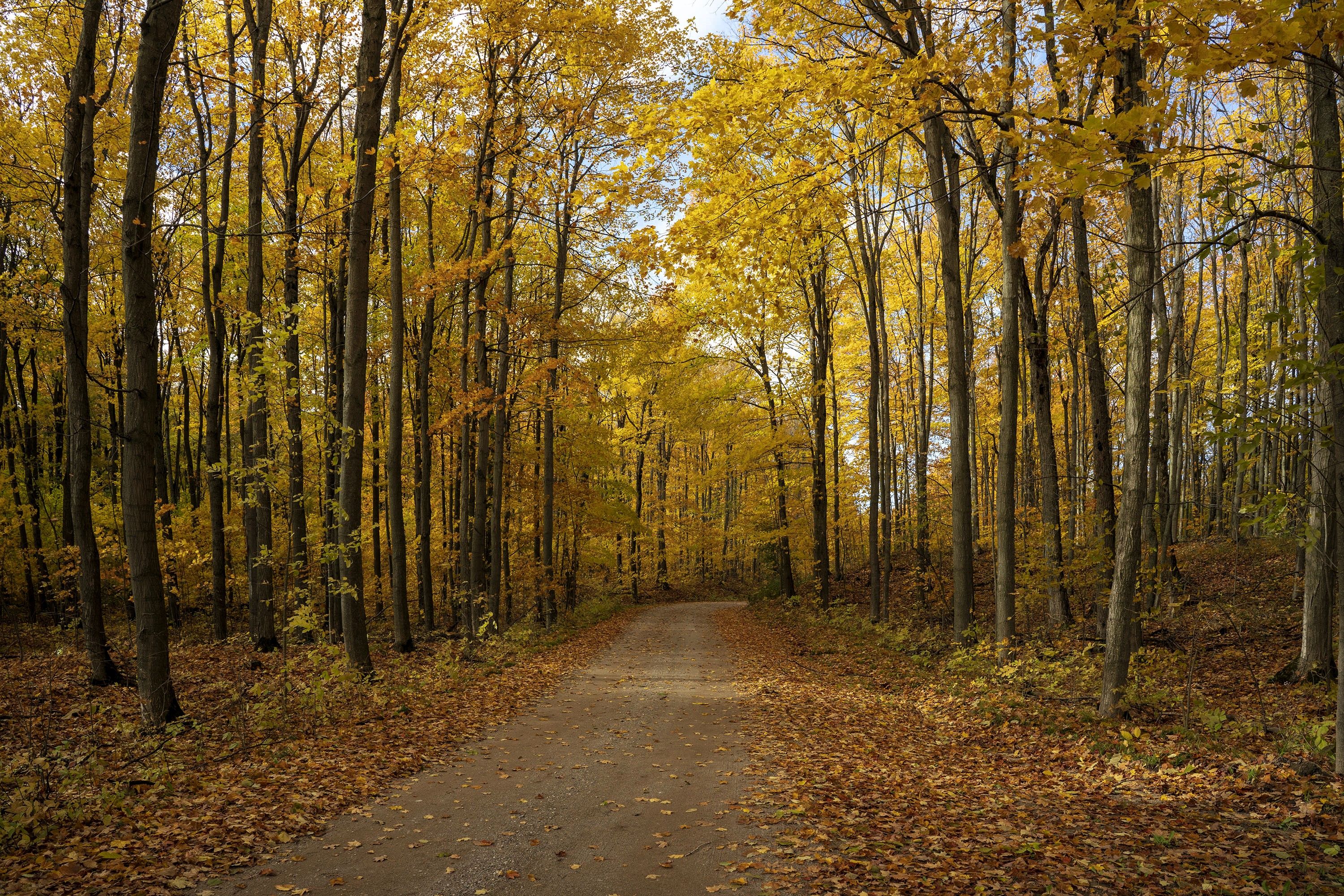 Serene Autumn Forest Path with Golden Leaves · Free Stock Photo