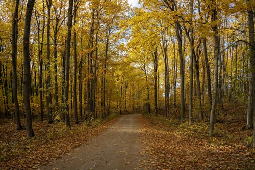 Free Peaceful forest path surrounded by vibrant autumn foliage and golden leaves. Stock Photo