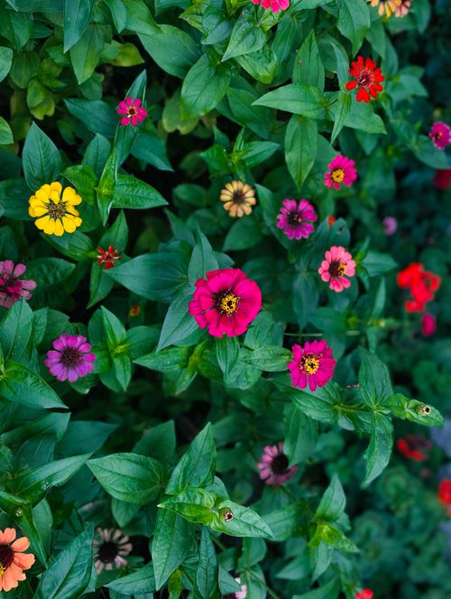 Free Bright and colorful zinnias blooming in a lush green garden. Stock Photo