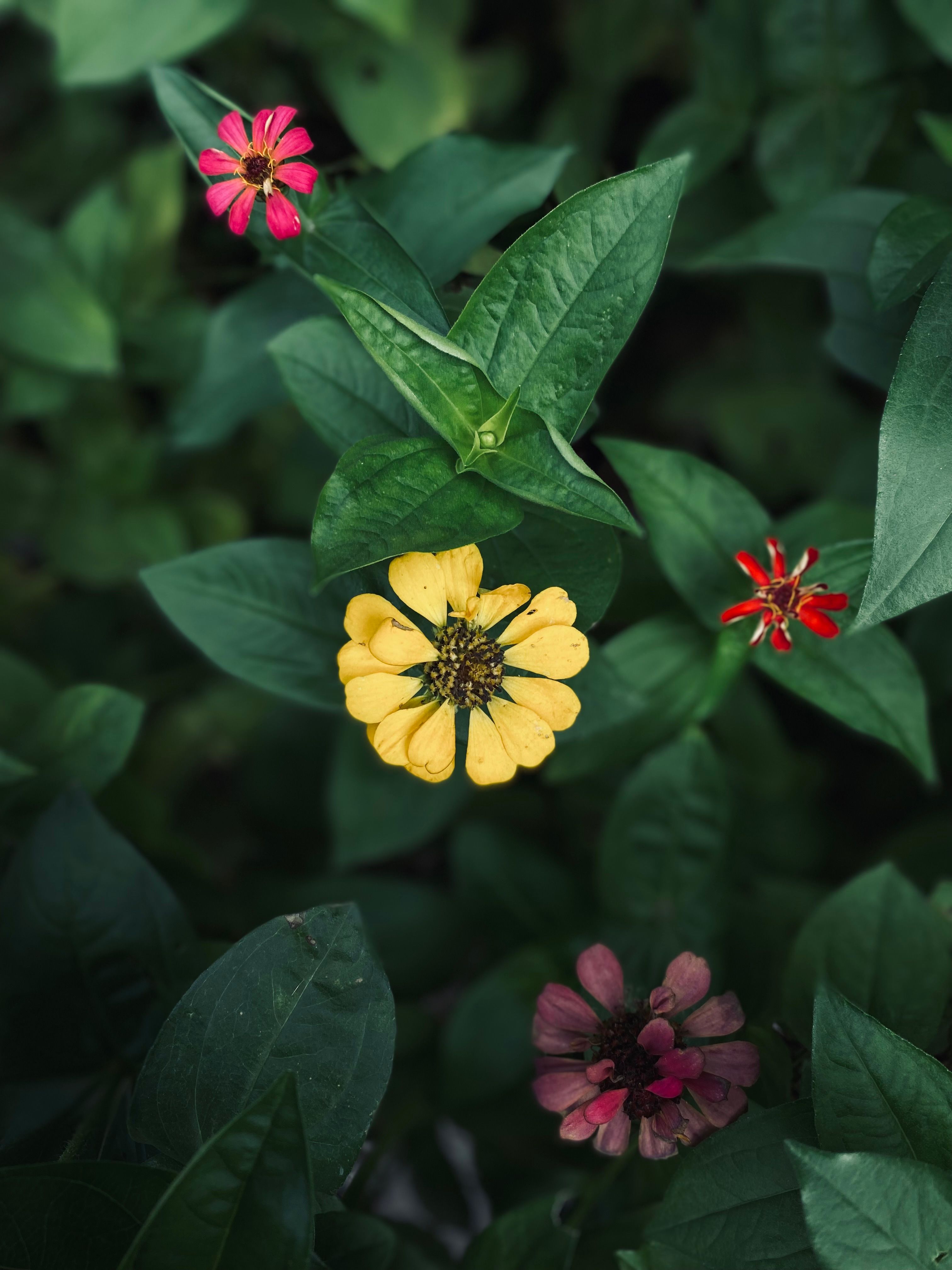 [ColoSach]-colorful-zinnia-flowers-amidst-lush-green-leaves-evoke-a-vibrant-and-natural-feel.