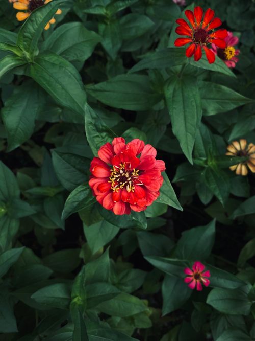 Free Bright red zinnia flower blooming amidst lush green leaves, capturing summer's vivid beauty. Stock Photo
