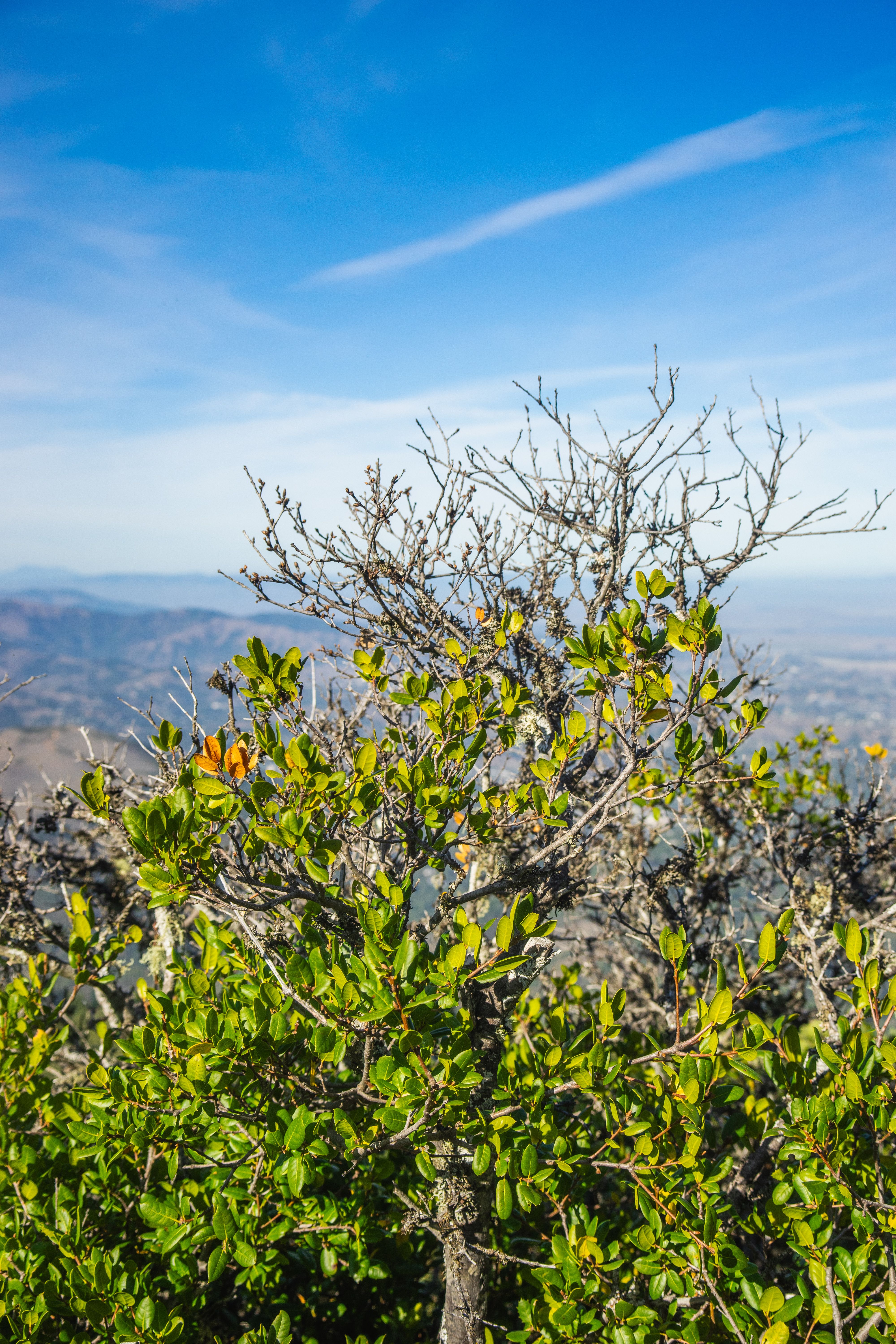 Vibrant Green Foliage Against a Clear Blue Sky · Free Stock Photo