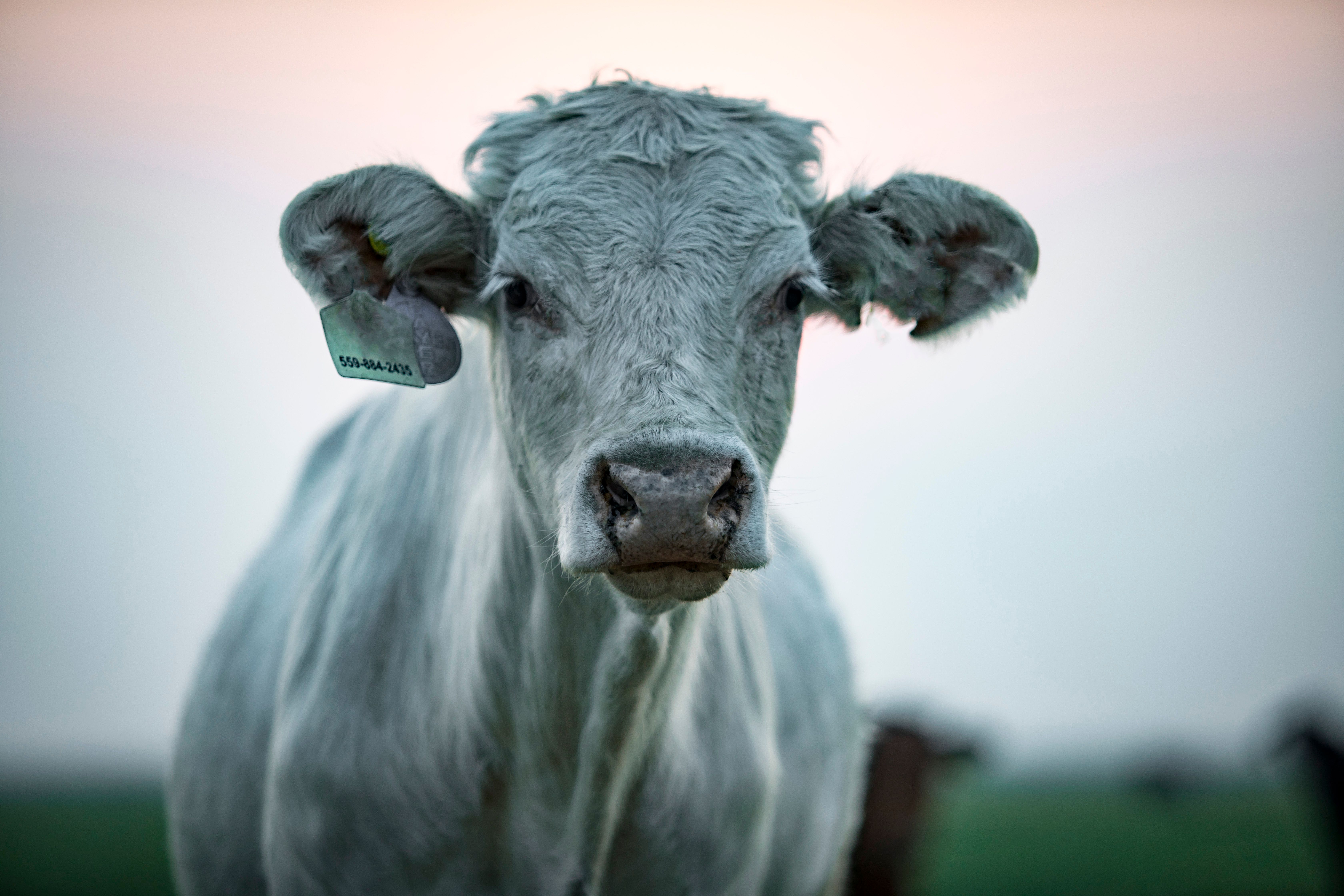 /C O R R E C T I O N -- Elanco Animal Health/ — Photo by Stephen Leonardi on Pexels