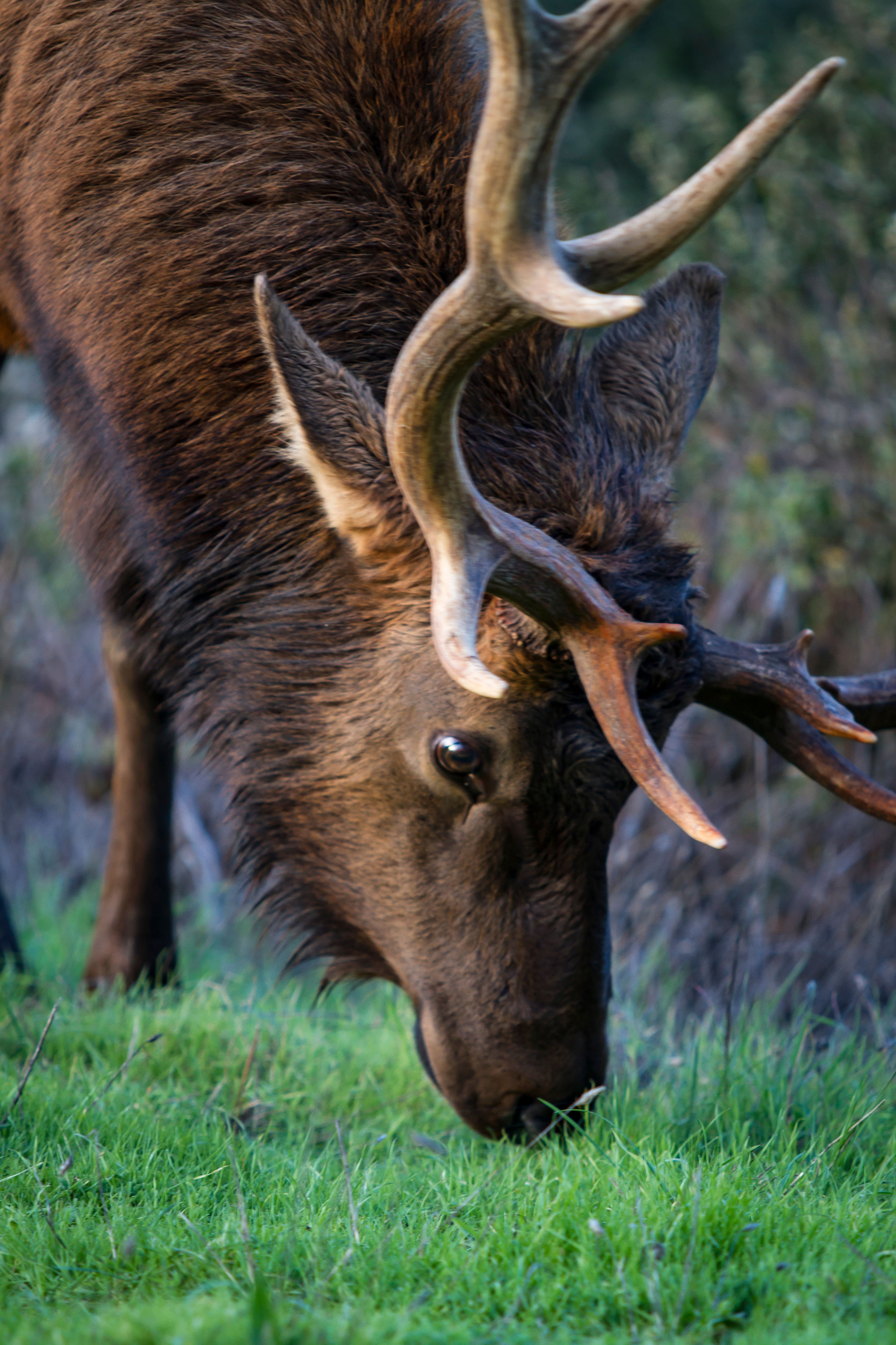 Majestic Elk Grazing in Lush Meadow · Free Stock Photo