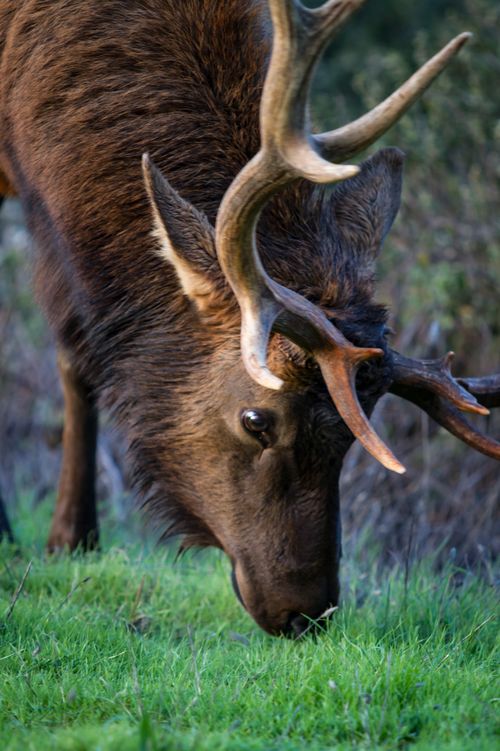 Free A close-up of a wild elk with antlers grazing on green grass in a natural setting. Stock Photo