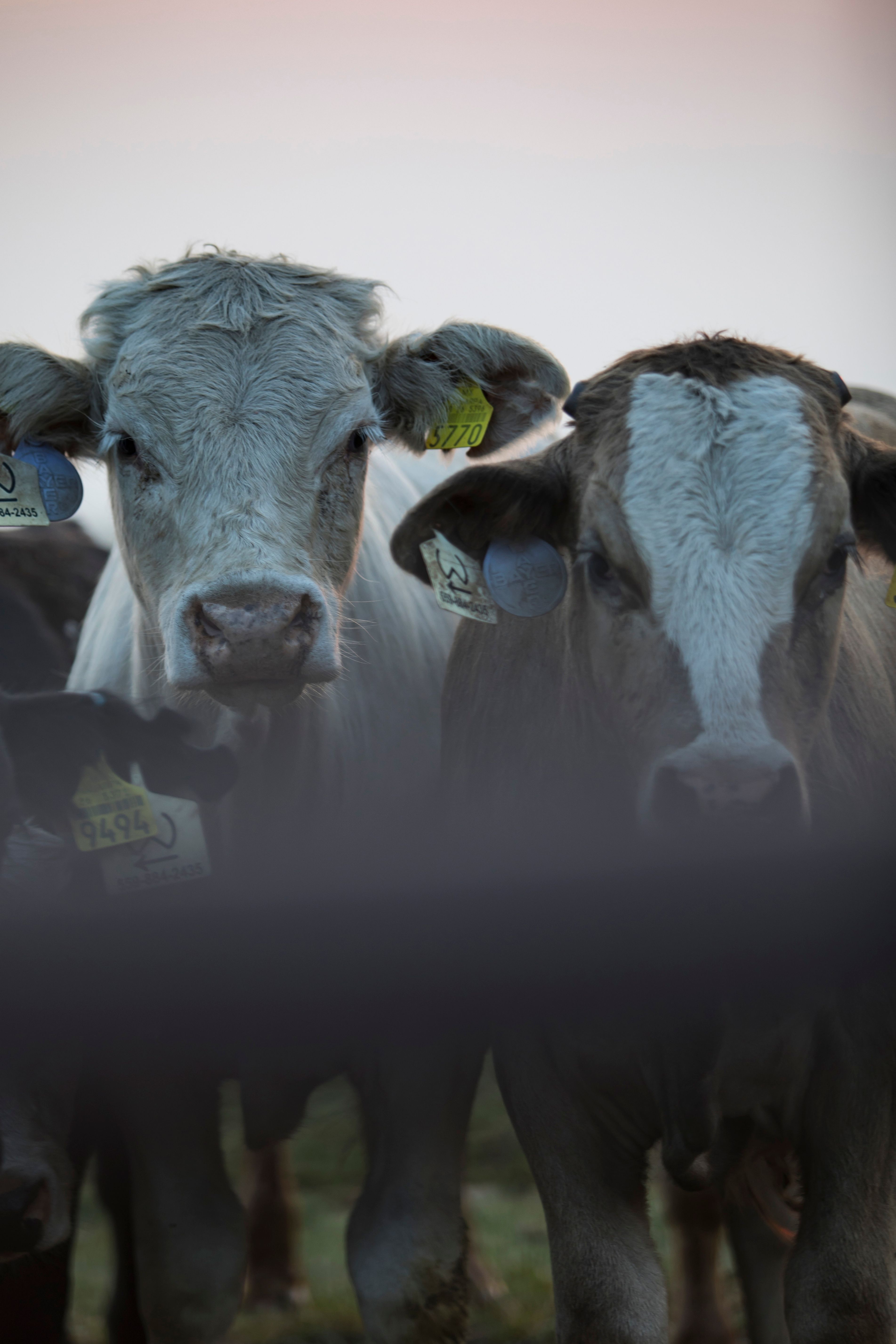 Close-up of Brown and White Cows in Pasture · Free Stock Photo