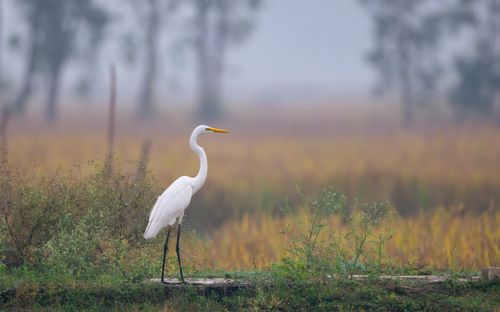 Free Great white egret standing gracefully in a misty field, showcasing natural beauty and tranquility. Stock Photo