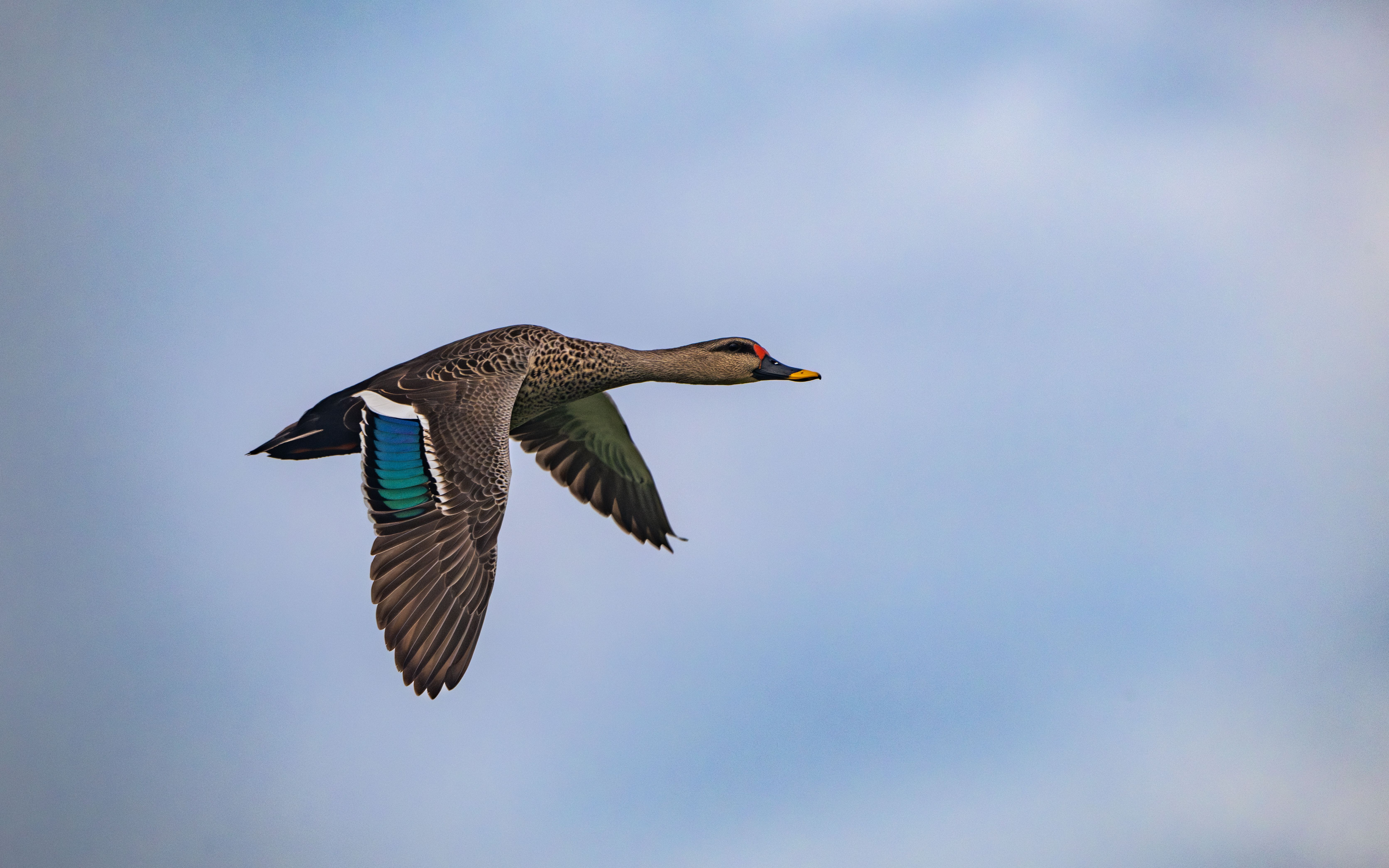 Close-Up of a Yellow-Billed Duck in Flight · Free Stock Photo