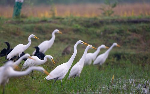 Free A serene scene of egrets gathered in grassy wetland, showcasing nature's beauty. Stock Photo