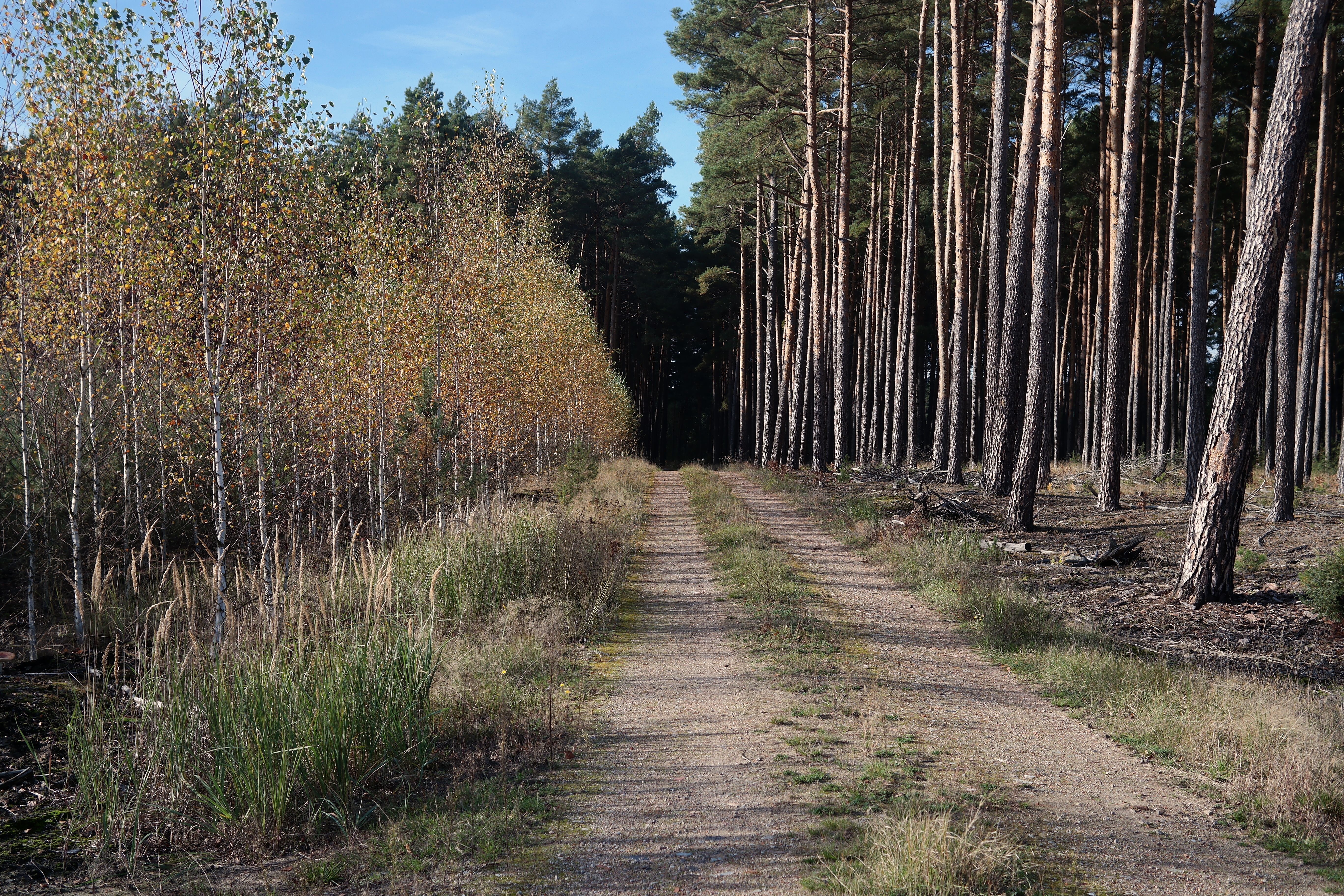Serene Forest Pathway with Pine Trees · Free Stock Photo