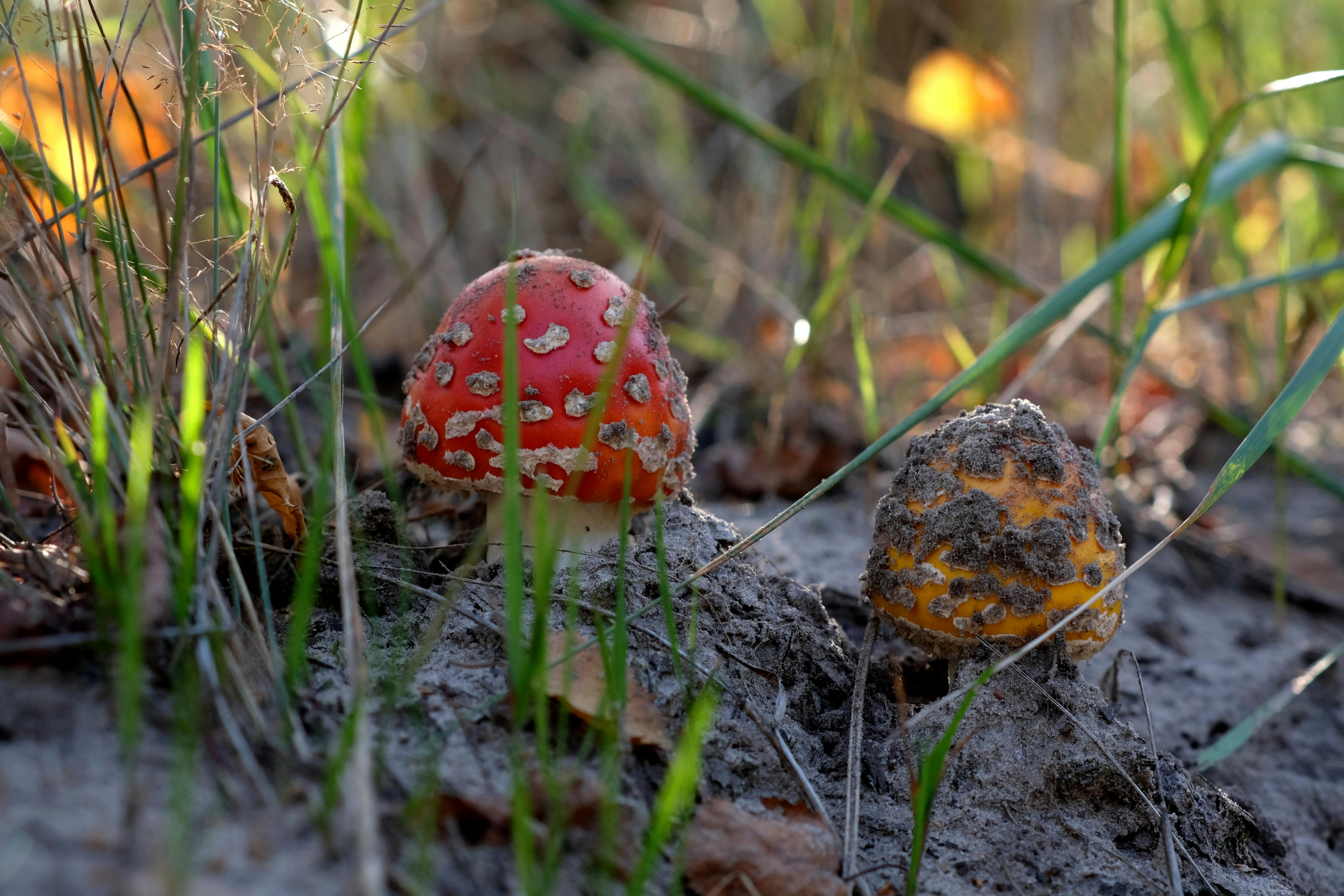 政治：約翰遜警告勿響應特朗普結束核活動要求