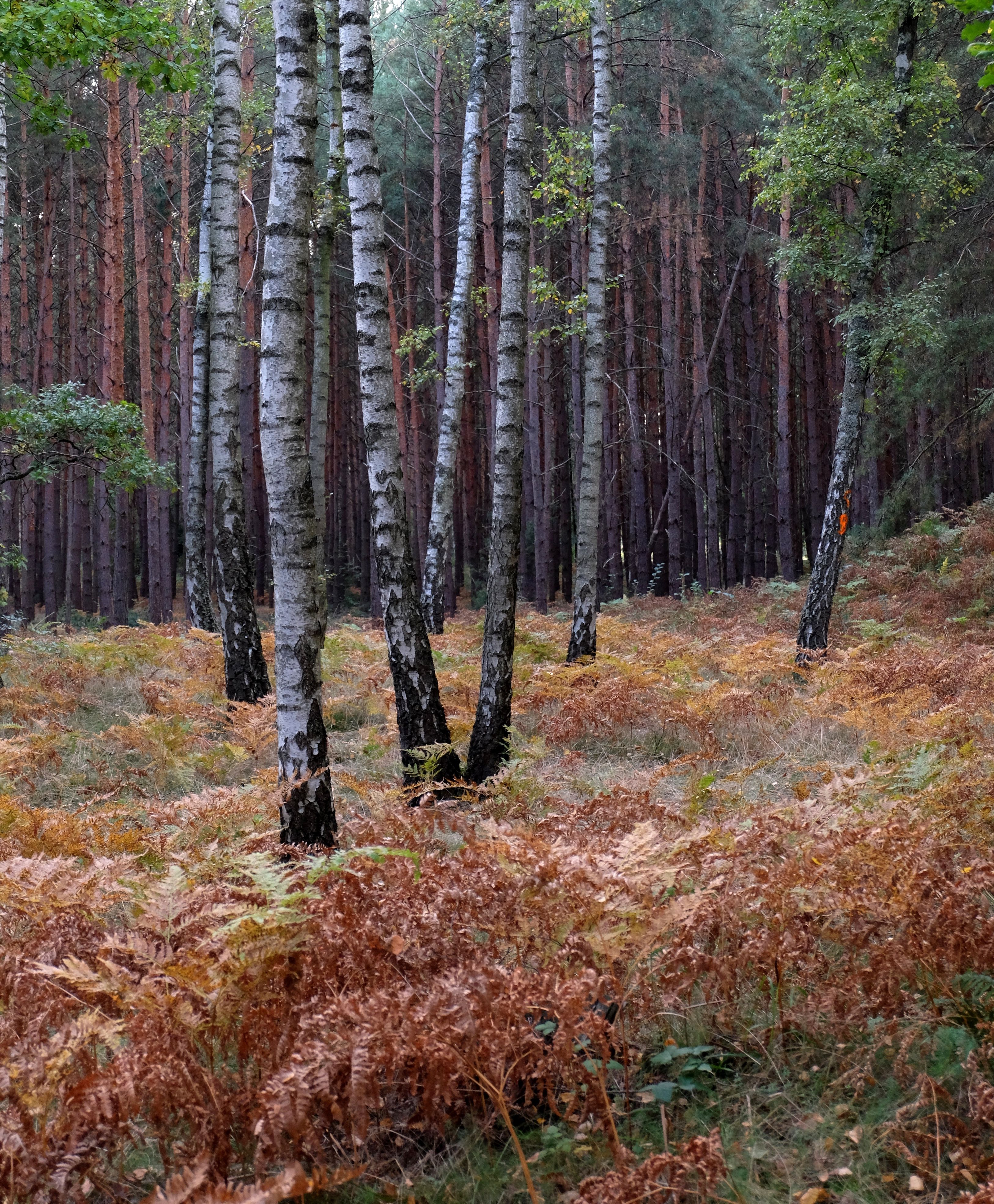 Dense Birch Forest in Autumn with Underbrush · Free Stock Photo