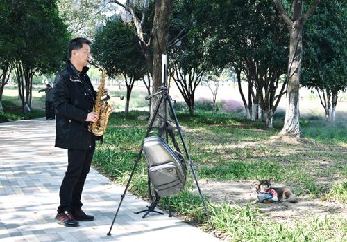 Free Man plays saxophone outdoors in a sunny park, accompanied by a dog on grass. Stock Photo