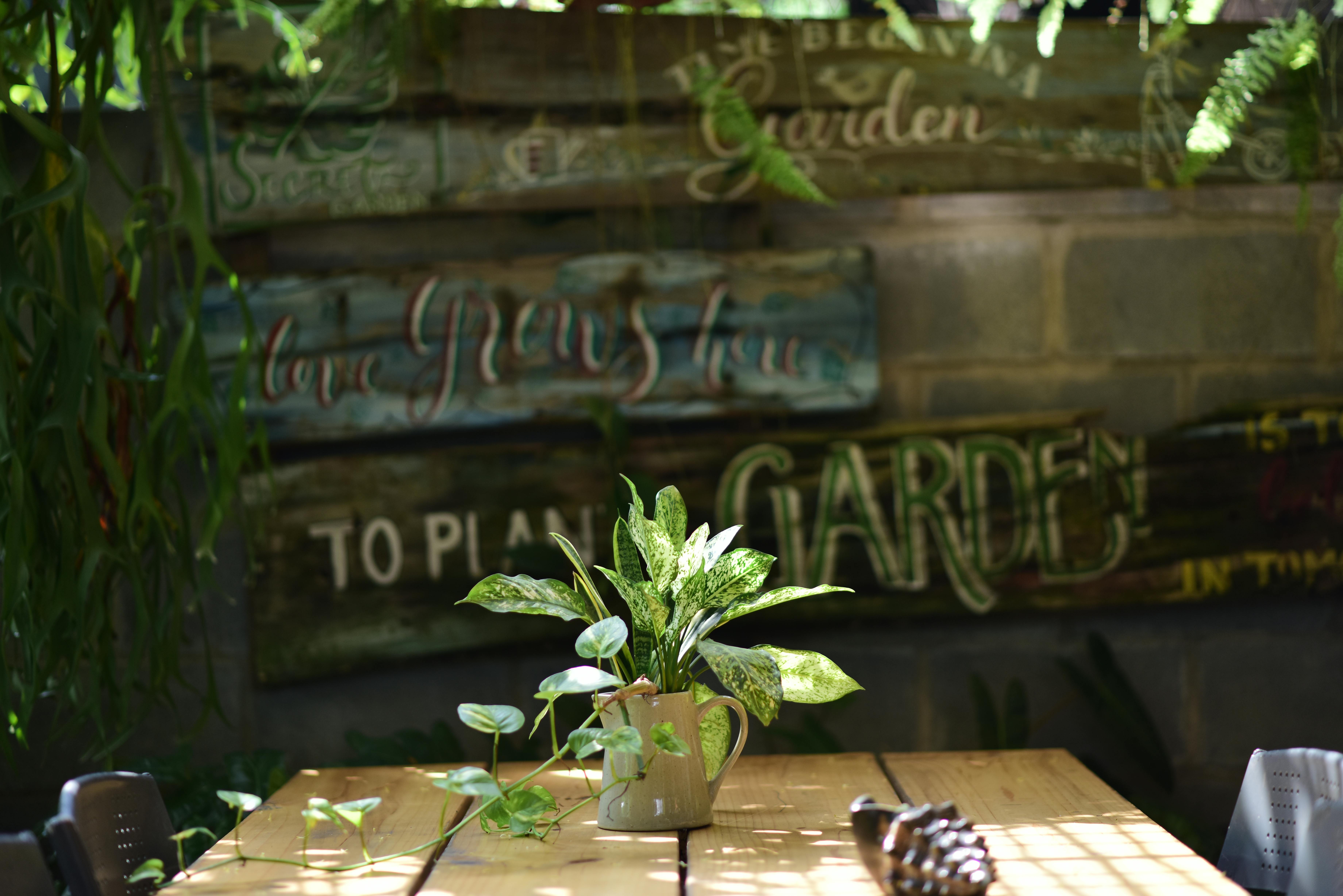 Un jardin d'intérieur vibrant, agrémenté de plantes en pot et de panneaux décoratifs en bois.