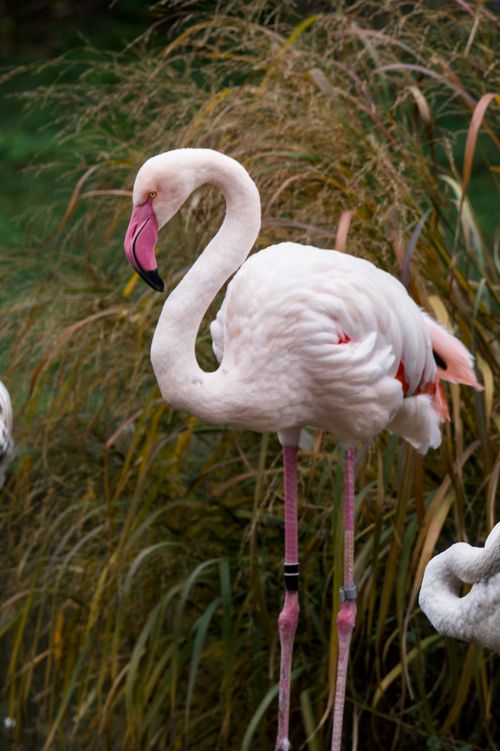 Free Close-up of a majestic flamingo standing gracefully in a natural setting. Stock Photo