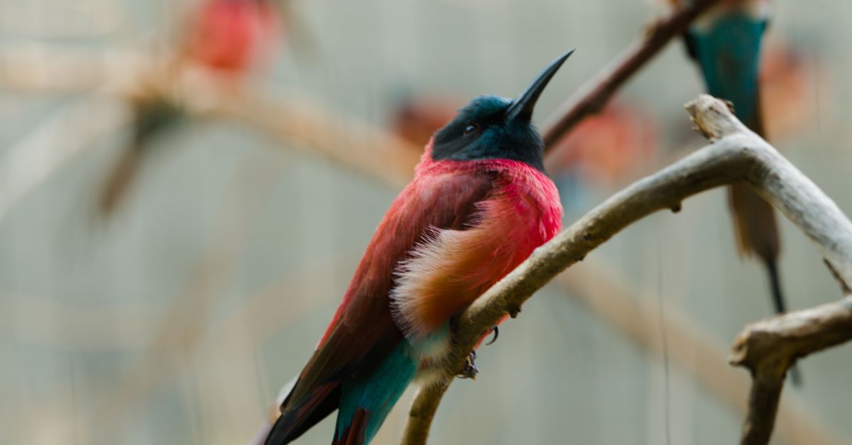 Por qué el canto de las aves influye en la calma y el bienestar emocional Por qué el canto de las aves influye en la calma y el bienestar emocional
