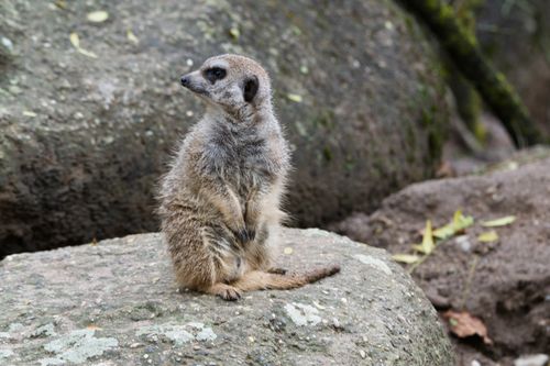 Free A meerkat calmly observing its surroundings on rocky terrain at a zoo. Stock Photo