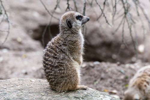 Free A meerkat attentively stands upright on a rock in a natural outdoor setting. Stock Photo