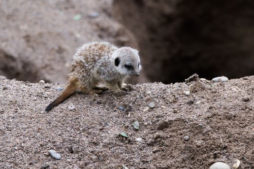 Free Cute baby meerkat exploring a sandy habitat in a natural setting. Perfect for wildlife themes. Stock Photo