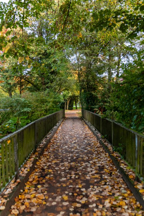 Free A serene walkway covered with autumn leaves, surrounded by lush trees. Stock Photo