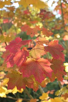 Vibrant autumn maple leaves in a sunlit forest capturing the essence of fall foliage.