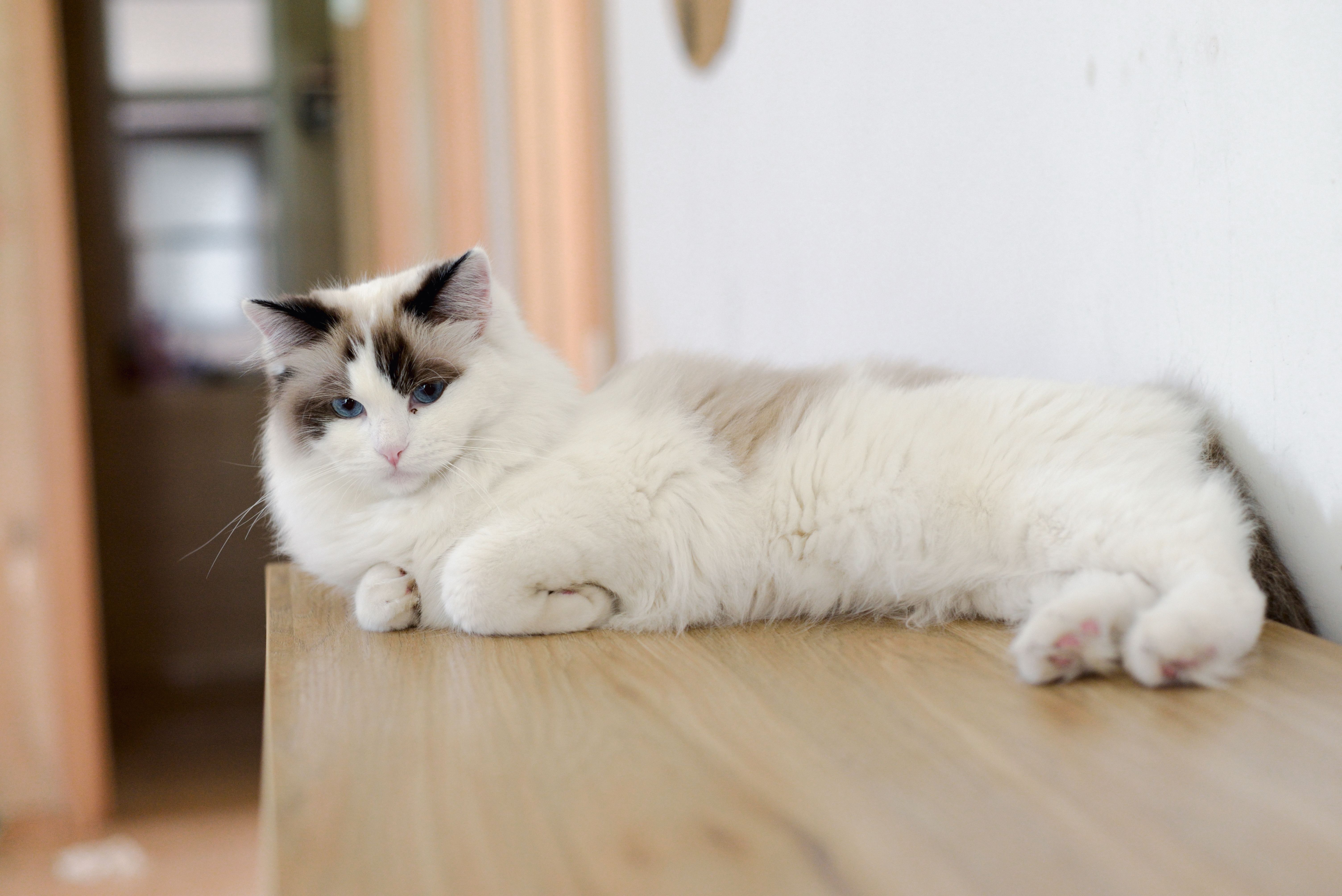 Germany Hypoallergenic Pet Grooming Brush - Market Analysis, Forecast, Size, Trends and Insights — Photo by 大 董 on Pexels
