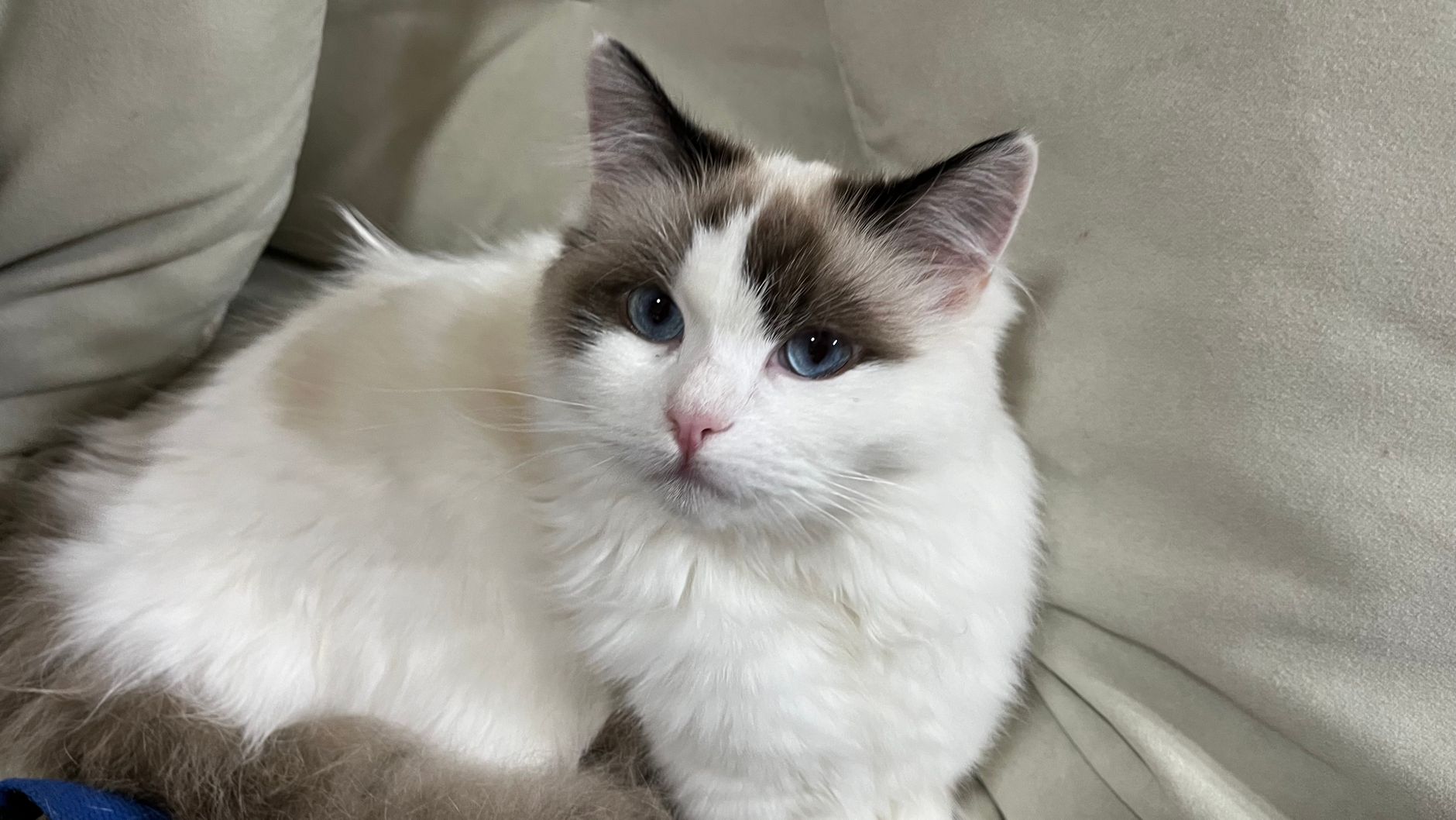 1. The Ragdoll: The Docile, Floppy Dream Cat