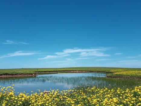Peaceful springtime scene with flowers and pond in Vezirköprü, Samsun, Turkey.
