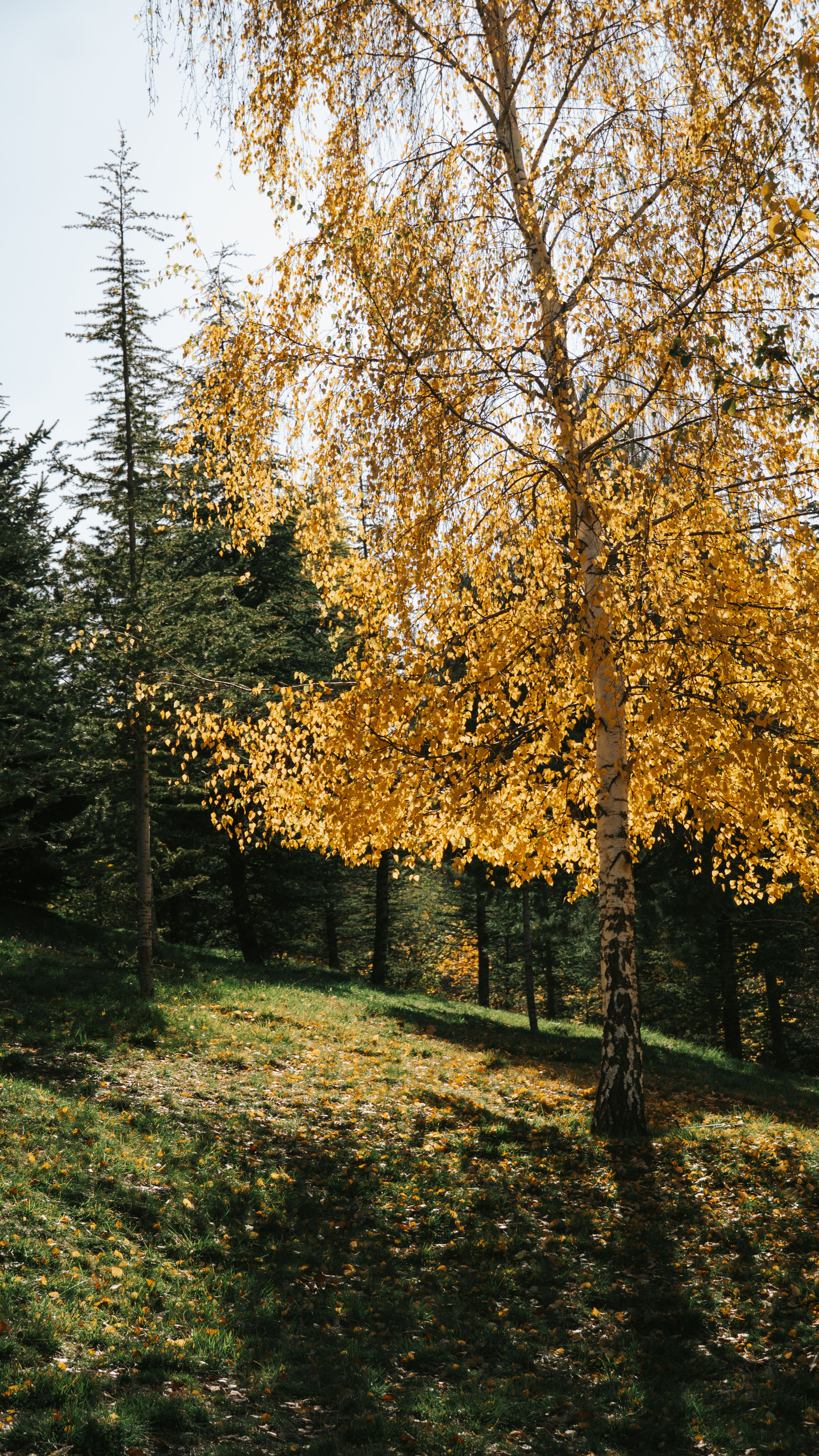 Fotomural Un abedul dorado en un bosque soleado que crea una cálida escena otoñal.