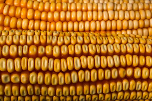 Detailed close-up of vibrant yellow corn cobs showcasing texture and color.