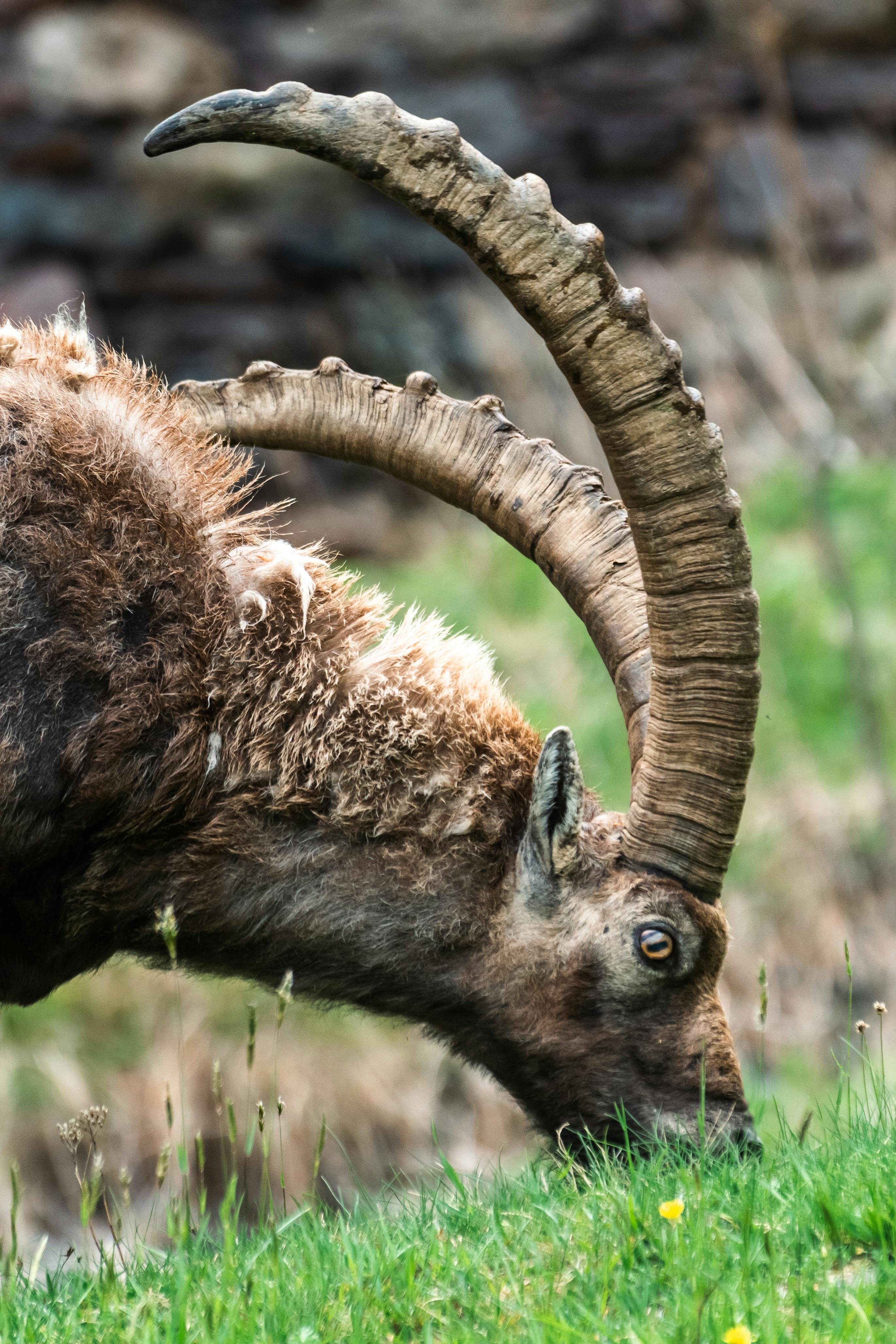 Mature+Hairy+Naked+Matures Photos, Download The BEST Free Mature+Hairy+Naked+Matures Stock