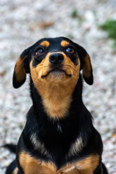 Adorable black and tan dog looking upward with bright eyes outdoors.