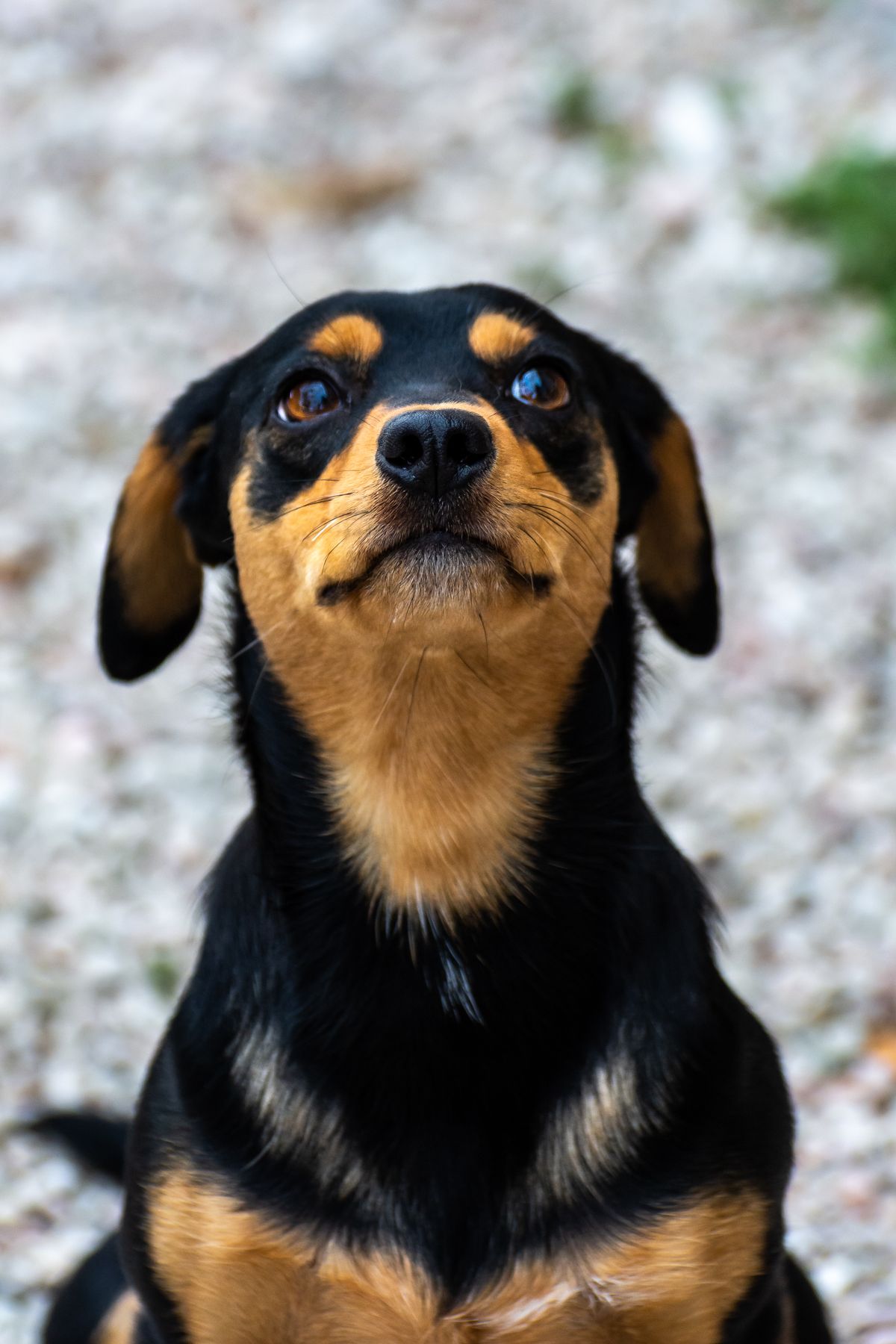 Puppy Nutrition: A Complete Feeding Guide for Healthy Growth