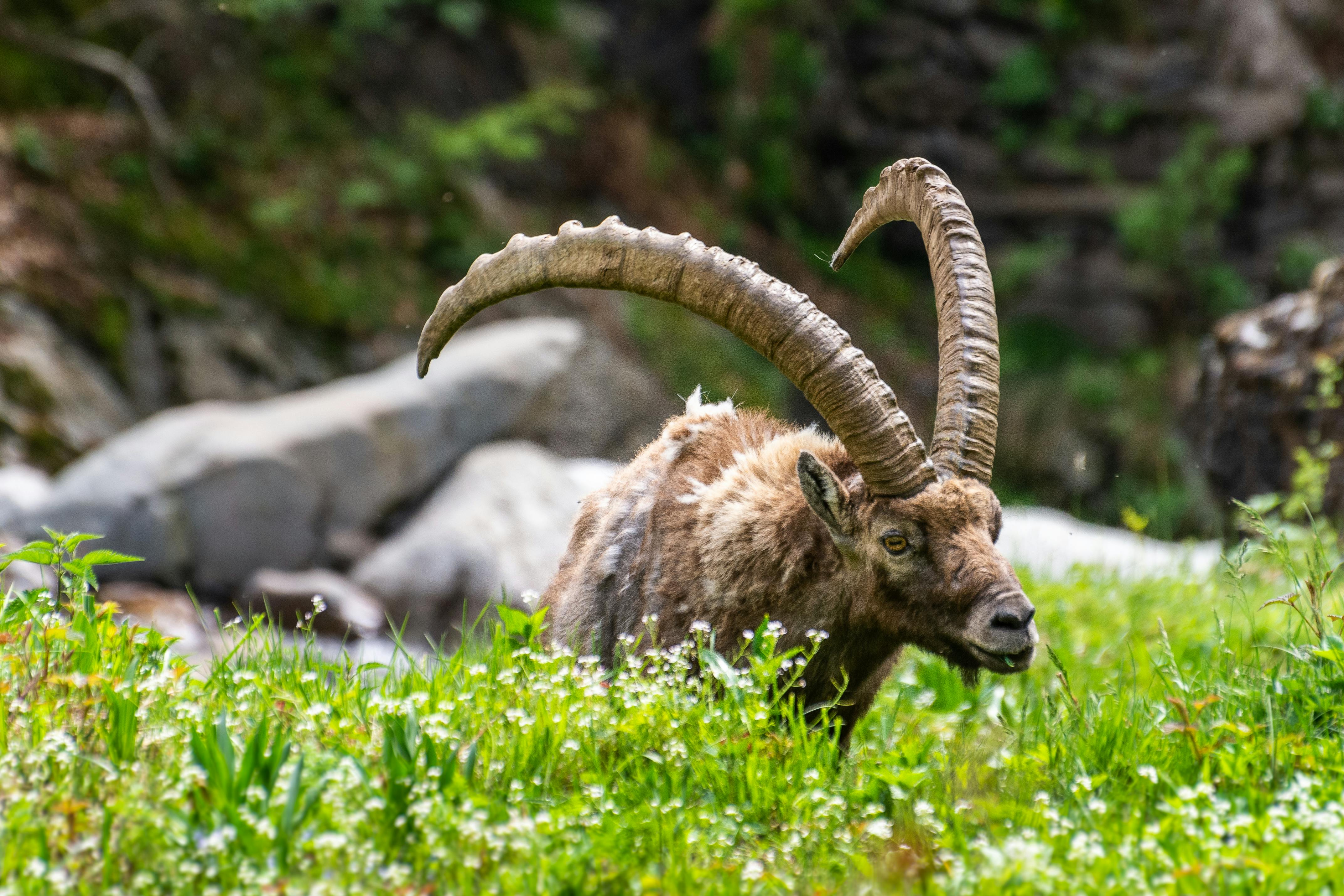 Gratuit Un majestueux bouquetin des Alpes aux cornes recourbées, dans une prairie d'un vert éclatant. Photos