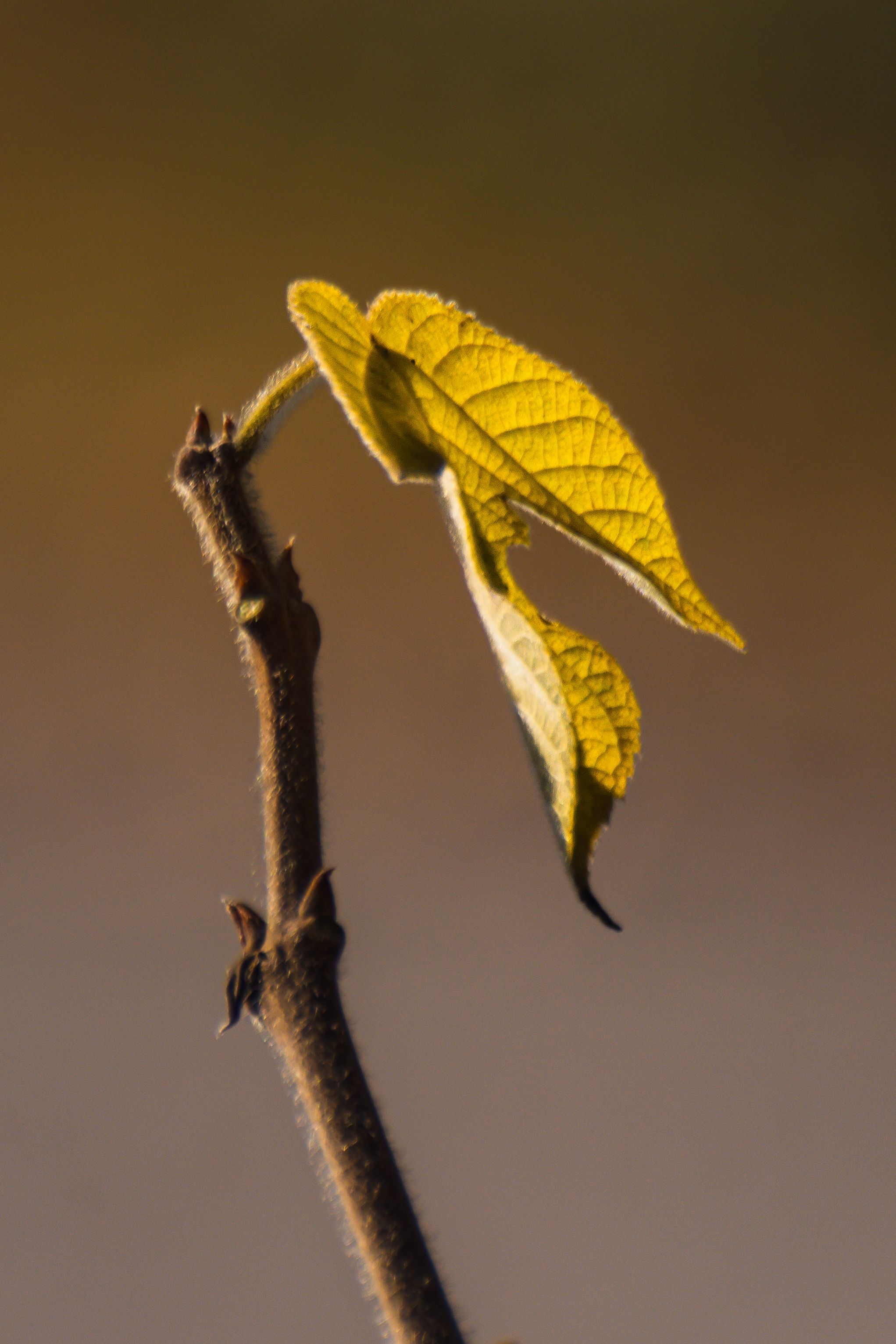 Close-up of Emerging Spring Leaf on Twig · Free Stock Photo