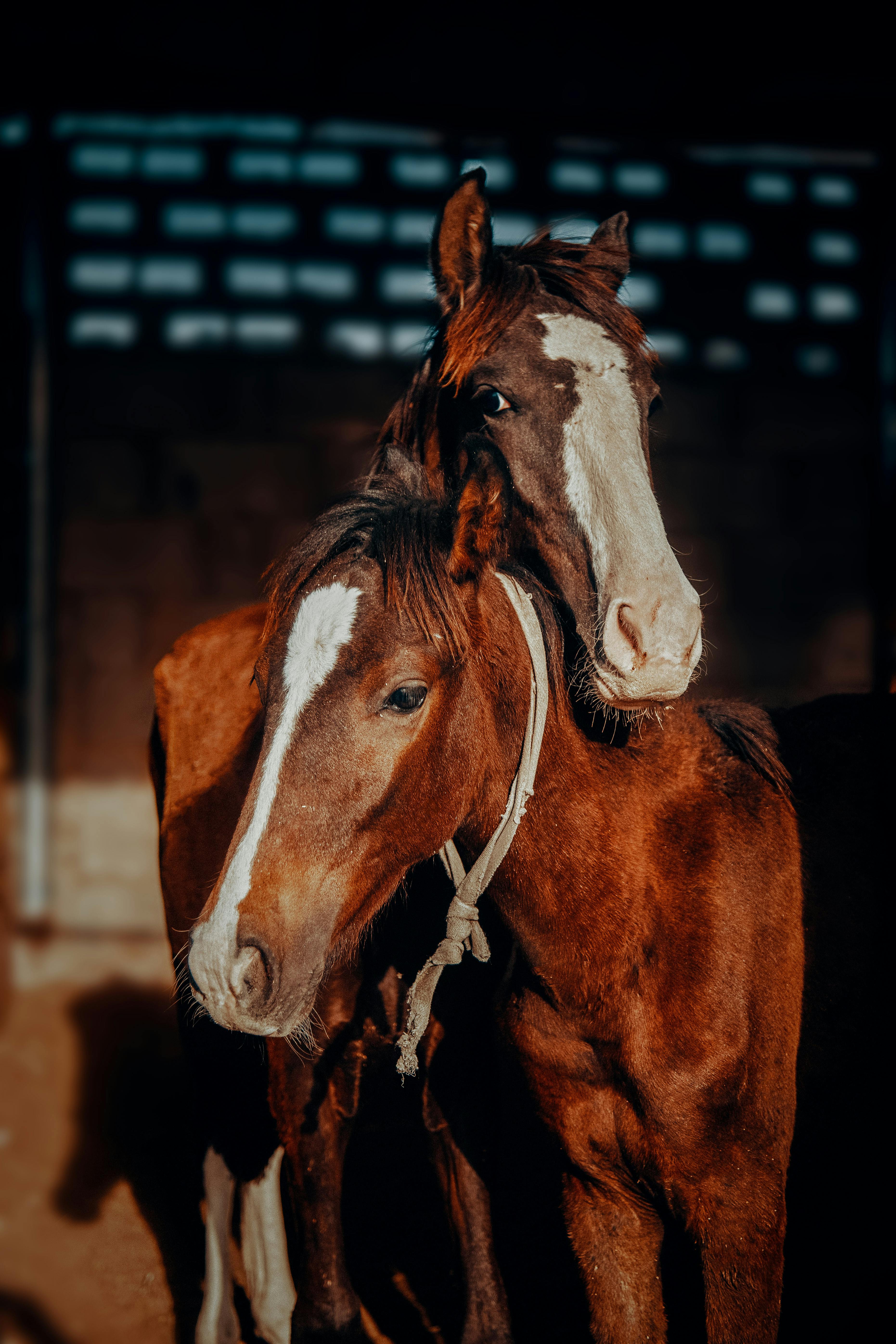 Close-up of Two Horses in Warm Sunlight · Free Stock Photo