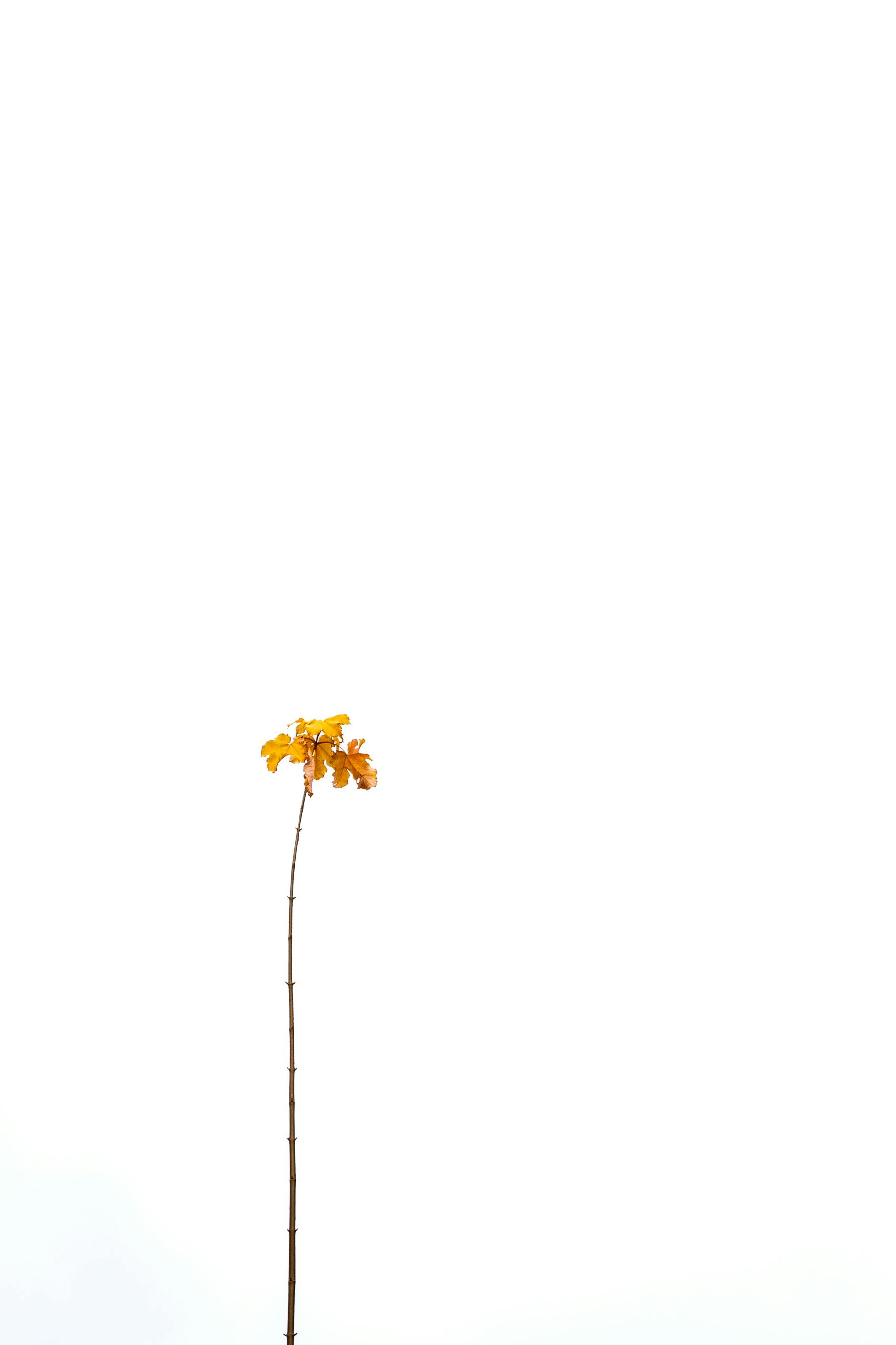 De franc Una sola branqueta de tardor amb fulles grogues aïllades sobre un fons blanc. Foto d'estoc