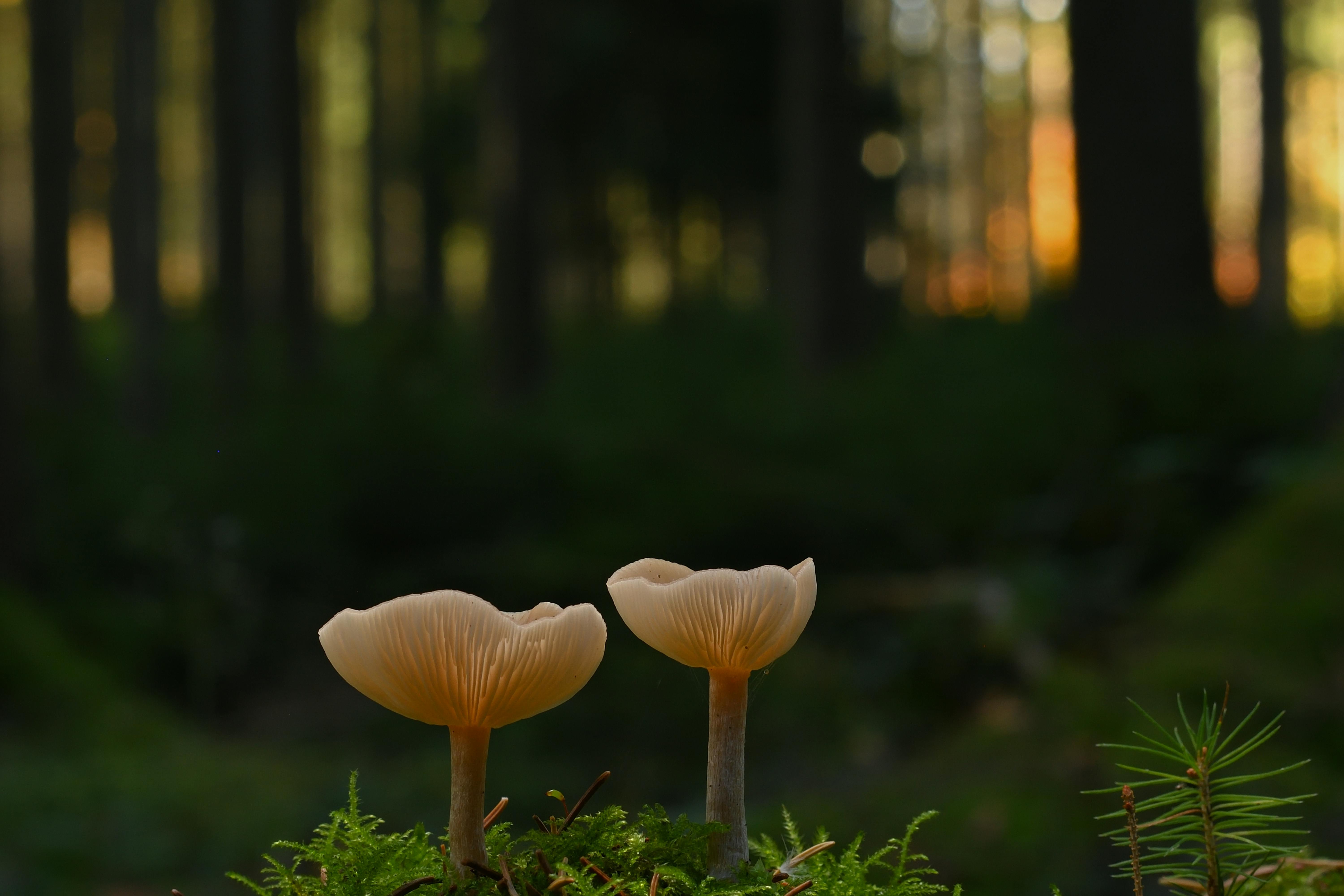 科技股熱潮持續推動美股四大指數小幅上揚 台指期盤後回落165點