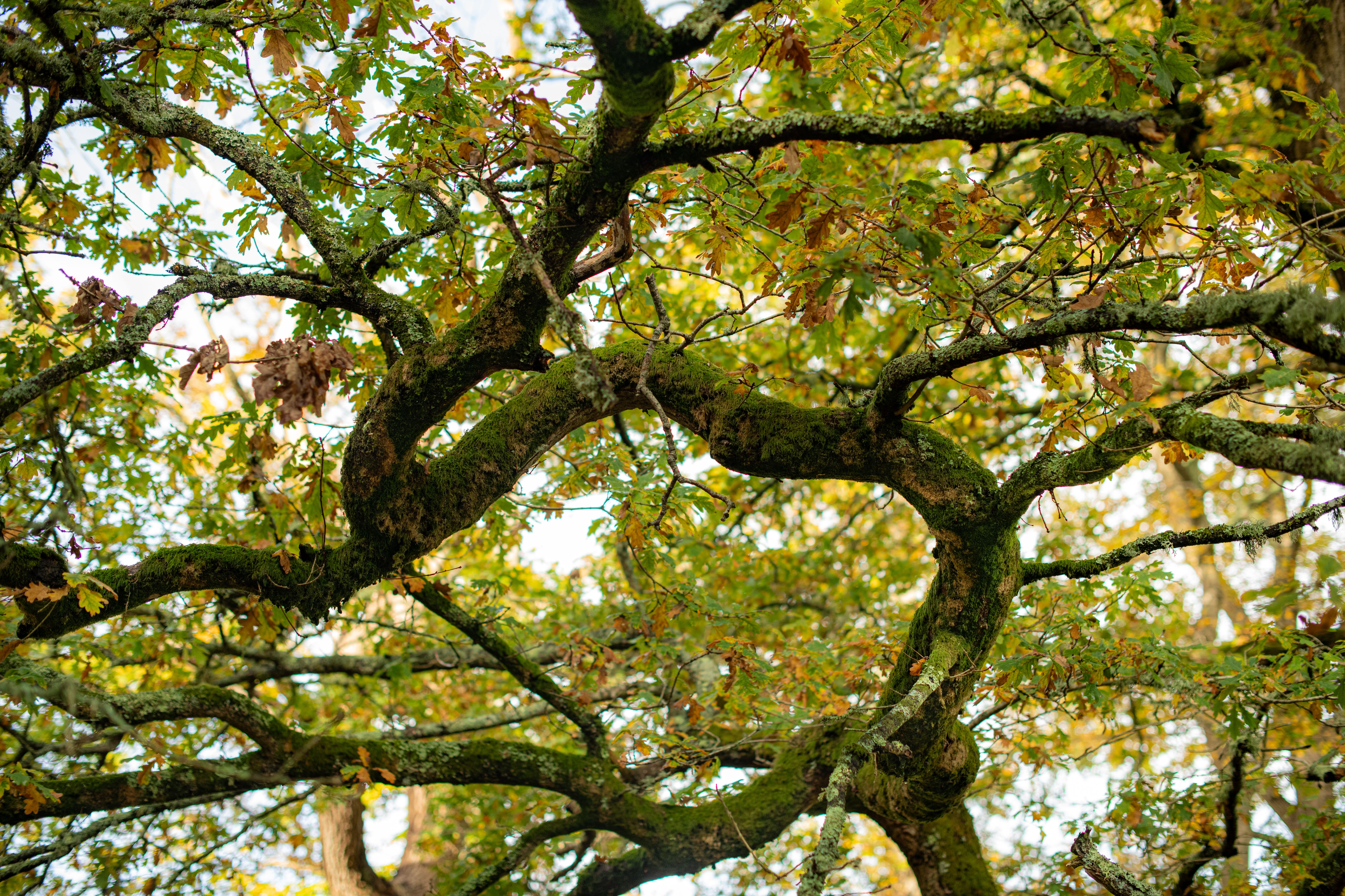 Mossy oak branches in autumn — the best time for pruning oak trees is late fall in Surrey BC
