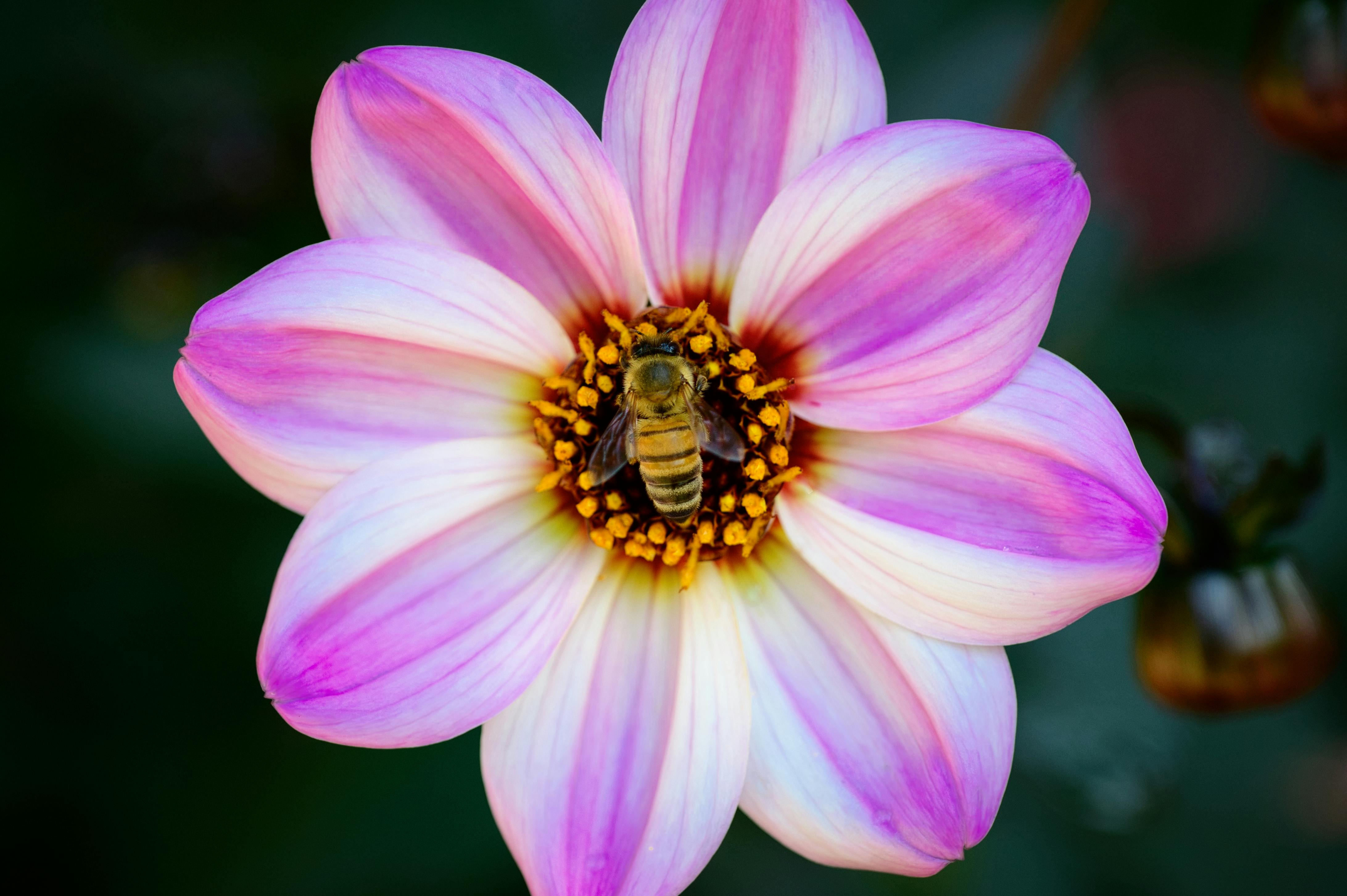 Comunicación Apícola: Cinemática y Significado de la Danza del Vaivén