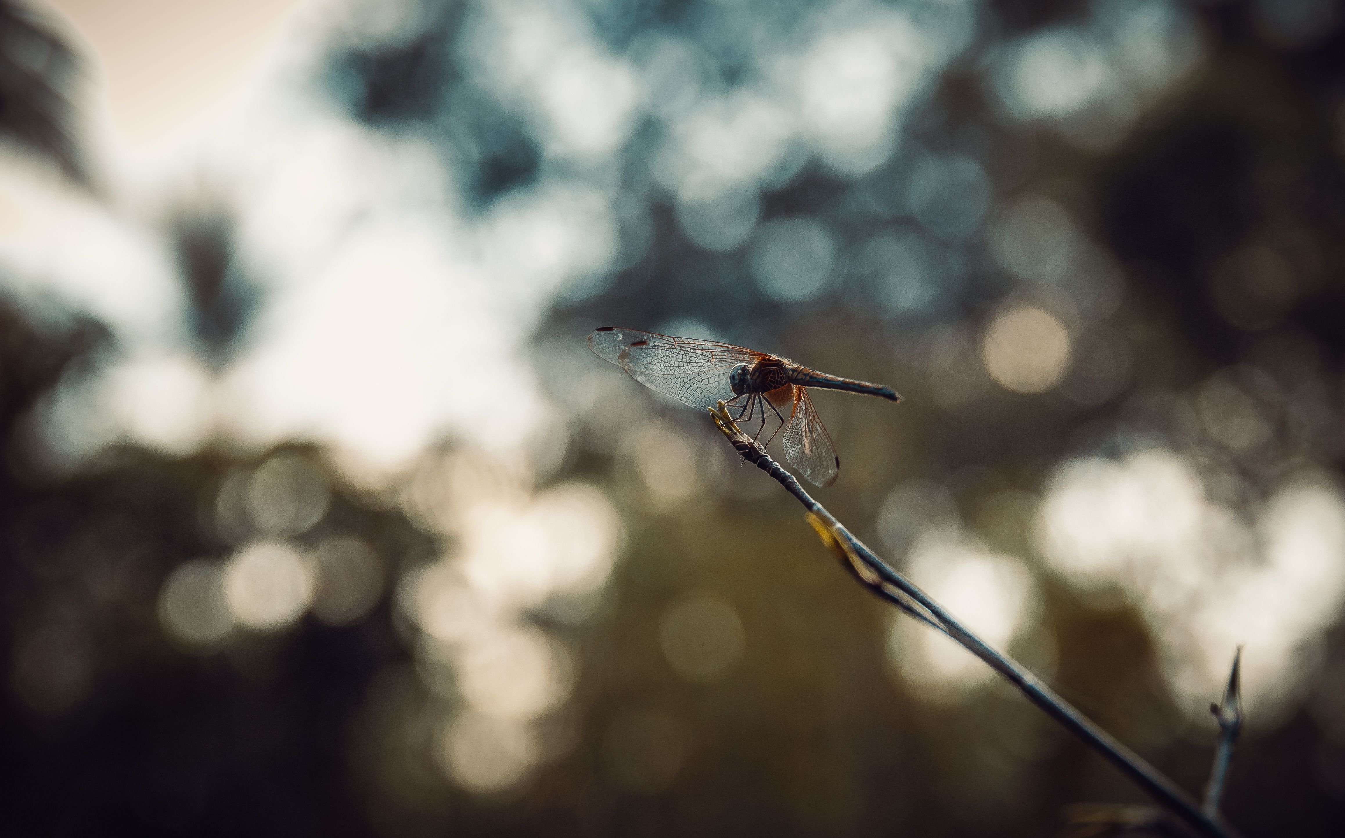 Dragonfly Perched on Branch in Vietnam · Free Stock Photo