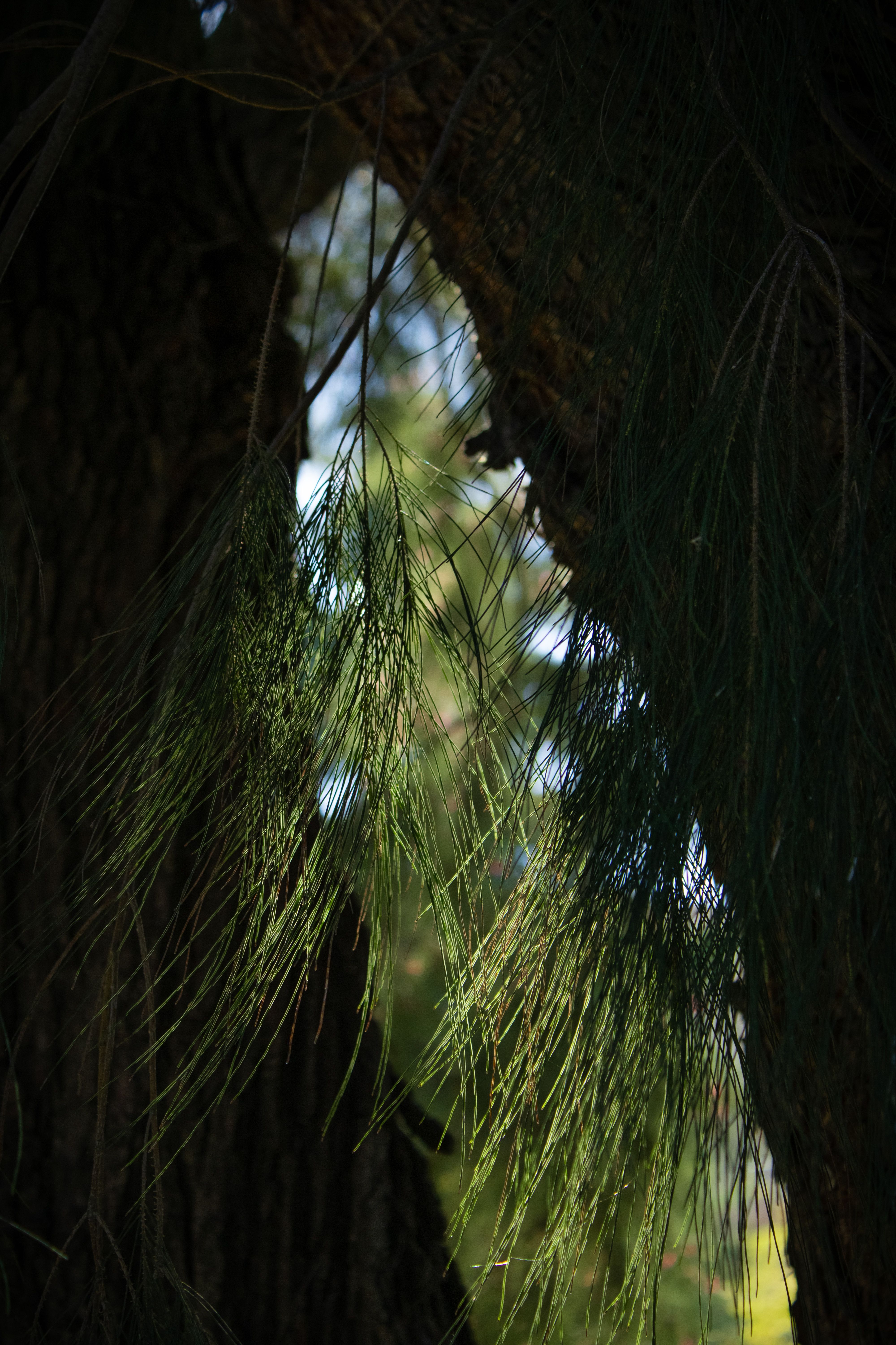 Close-up of Pine Needles in Natural Light · Free Stock Photo