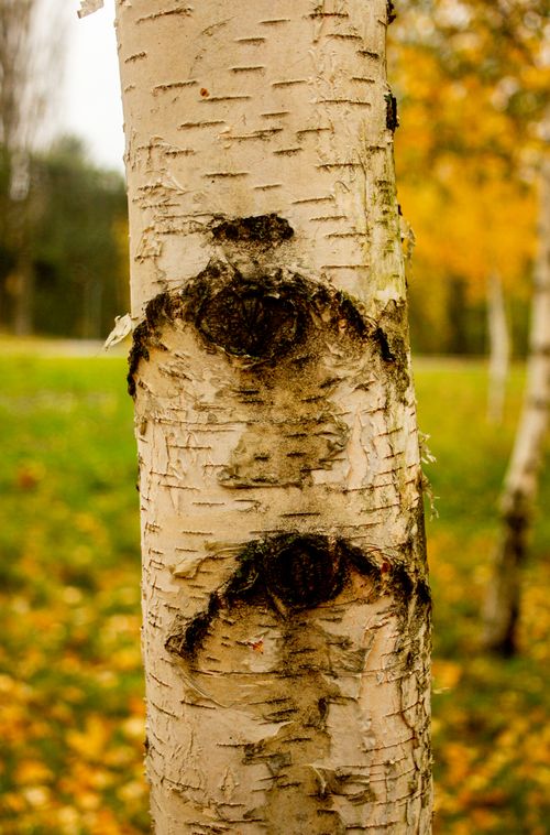 Free Close-up of a birch tree with distinct facial patterns in its bark, creating a whimsical expression. Stock Photo