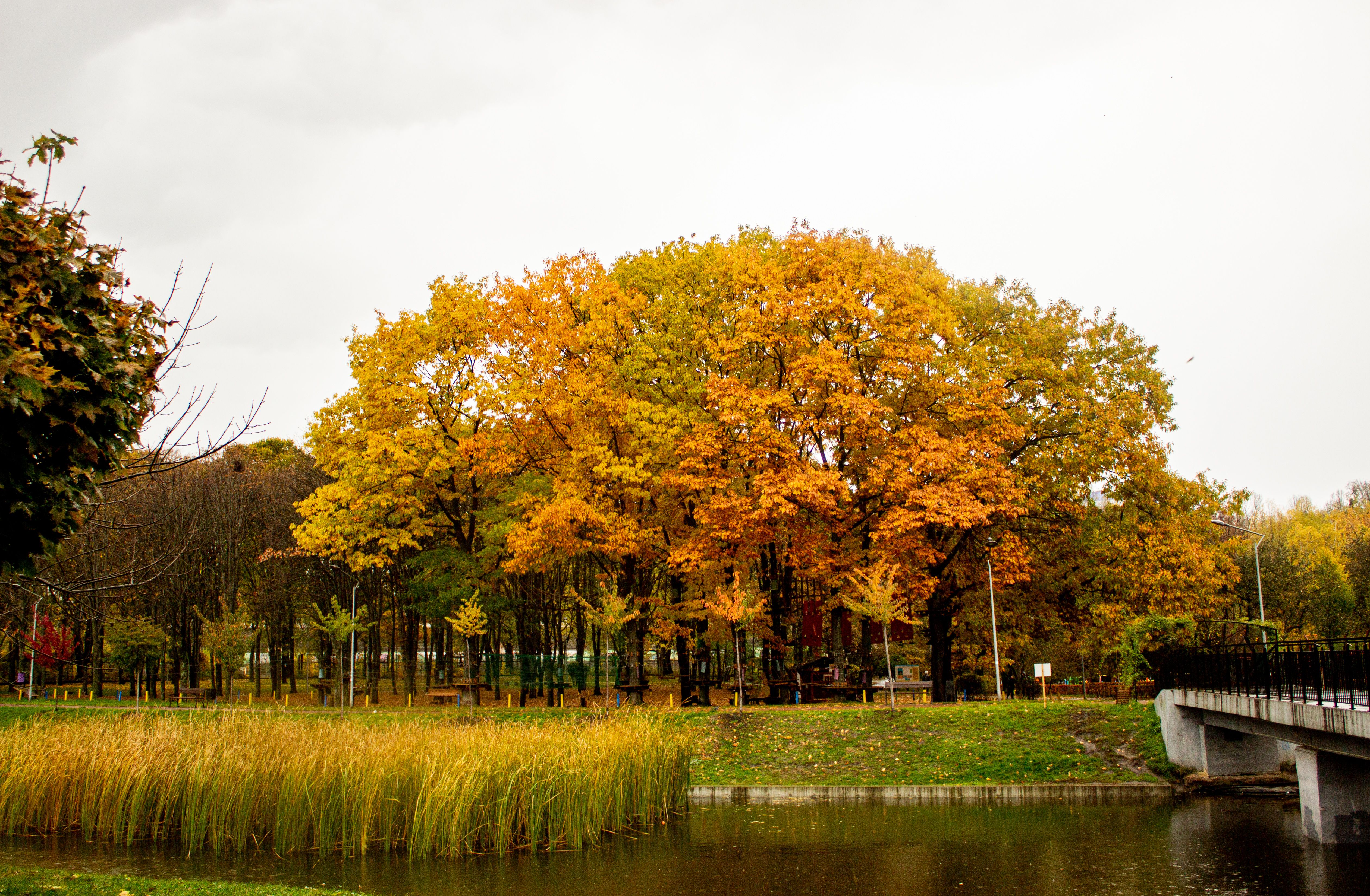 Autumn Park Landscape with Golden Foliage · Free Stock Photo