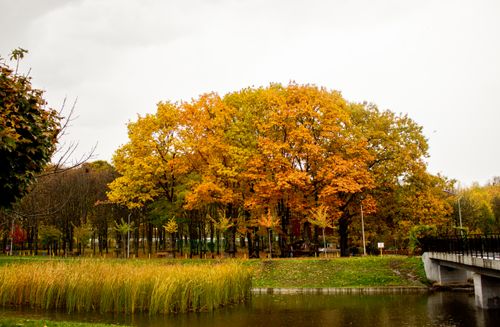 Free Serene autumn park scene with golden trees reflected in a tranquil pond. Stock Photo